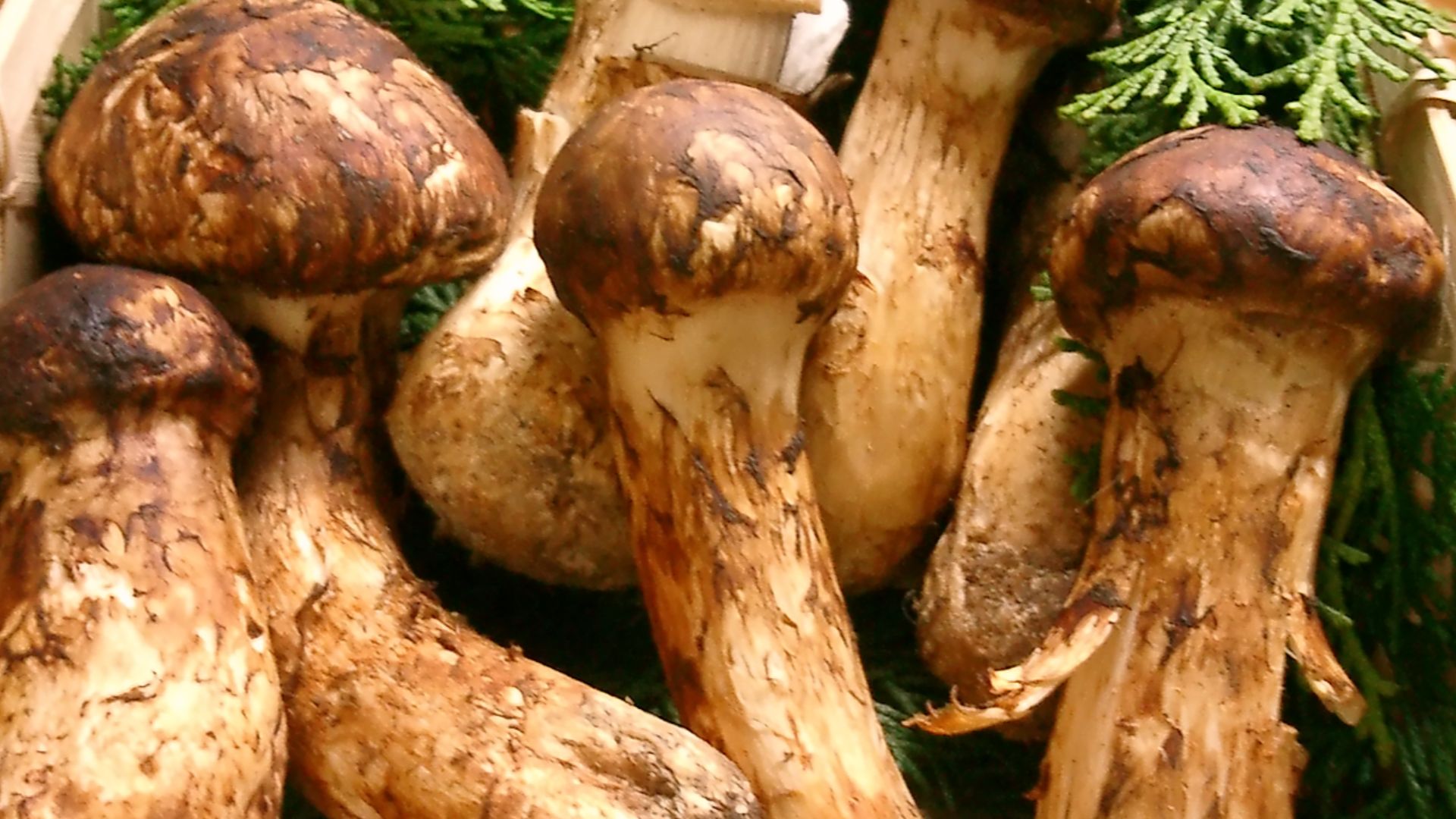 19. Champignons matsutake sauvages