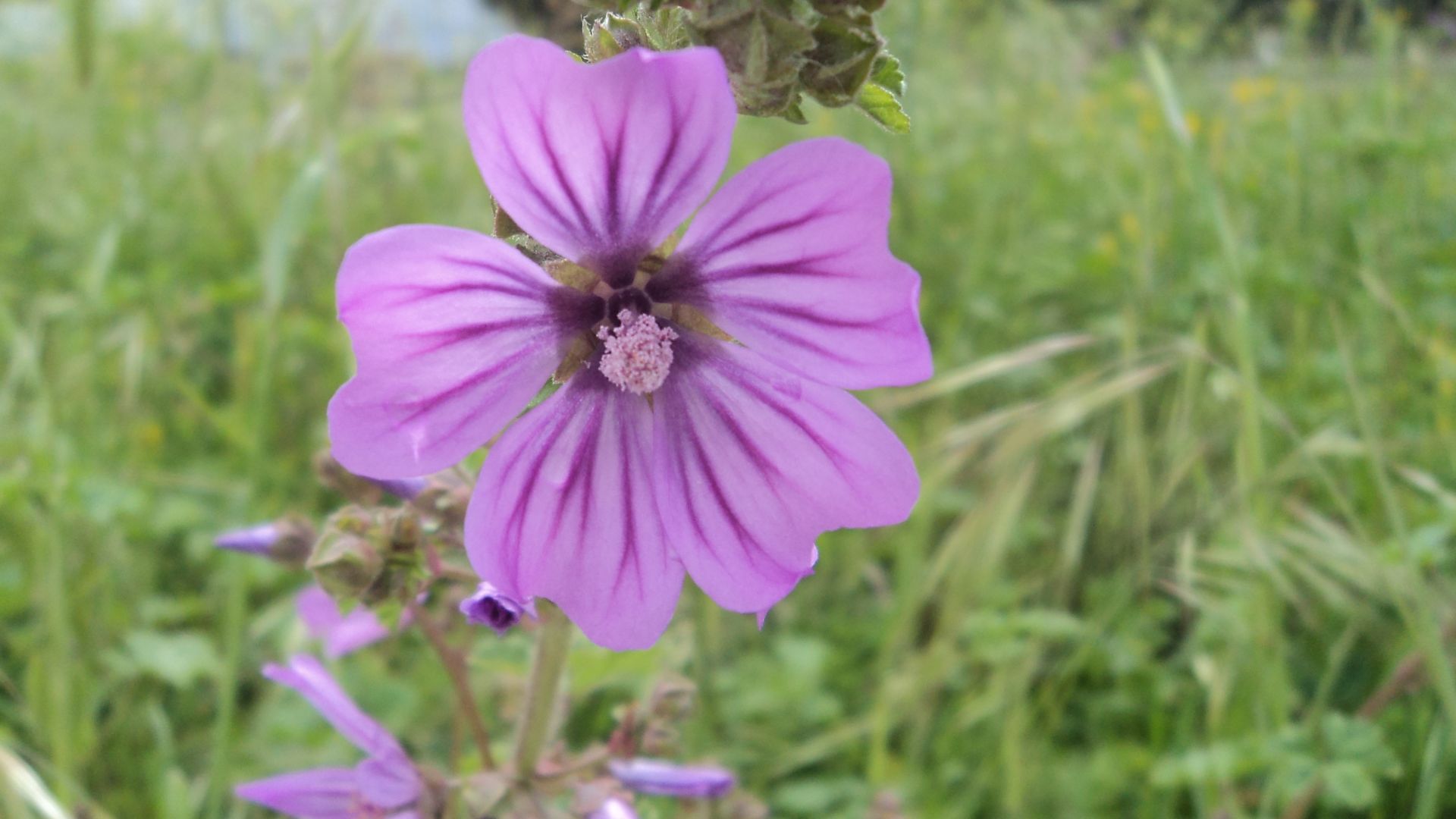 17. Les « Parma Violets » d'Angleterre