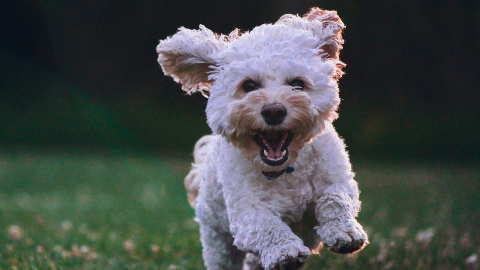 10. Le chien choyé de Leona Helmsley