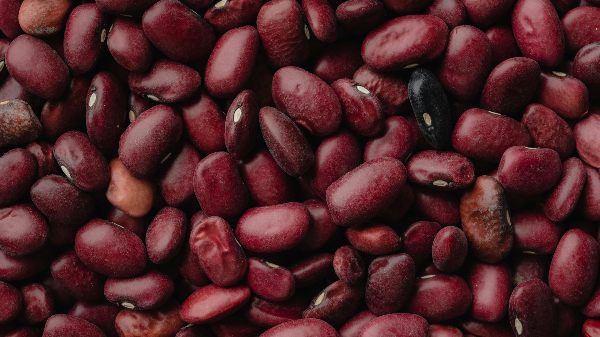 16. Haricots blancs
