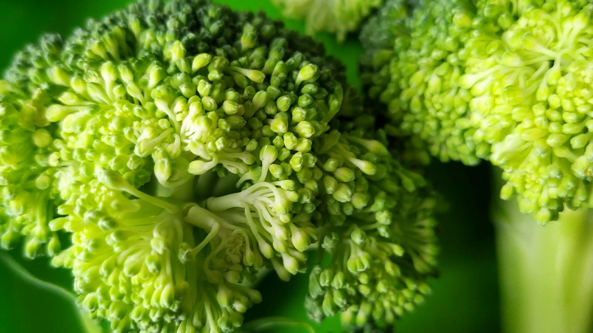 4. Brocoli