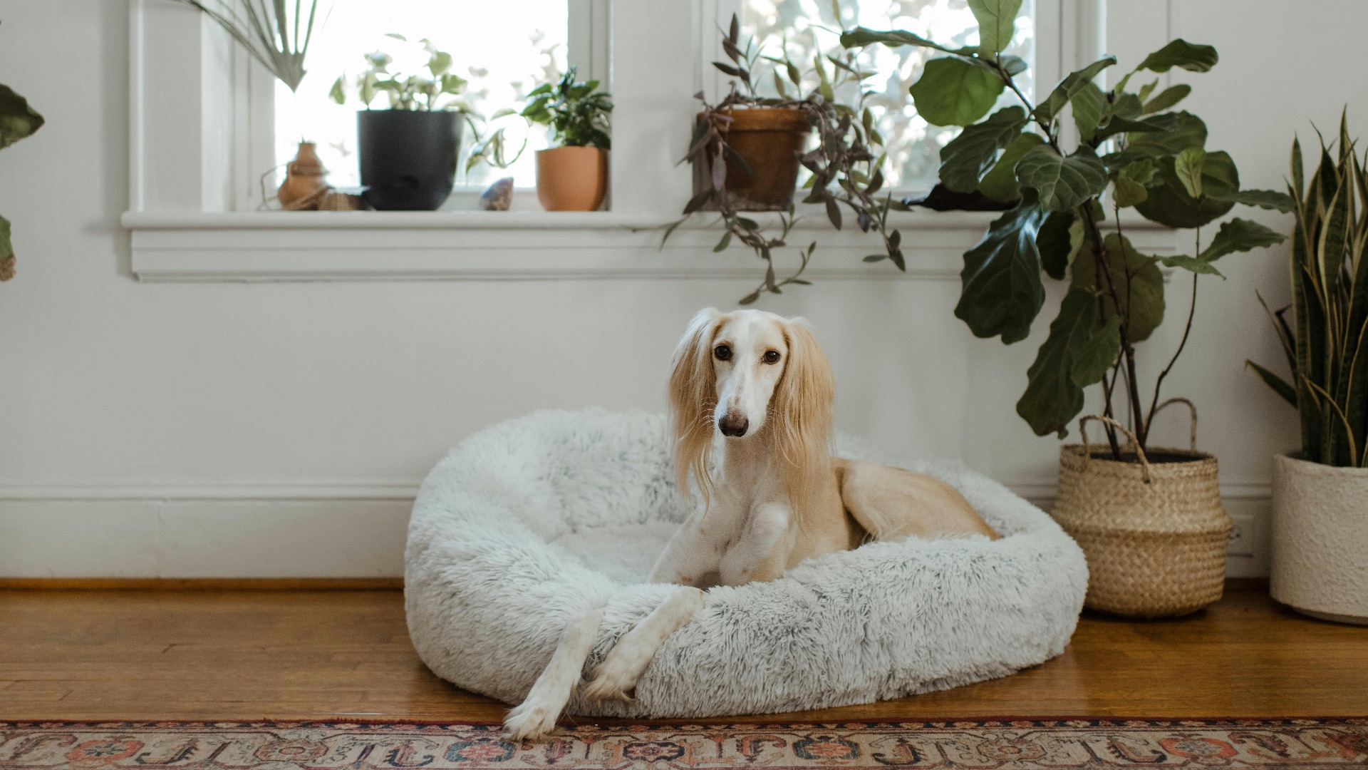 8. Prendre soin de son animal de compagnie devient beaucoup plus facile
