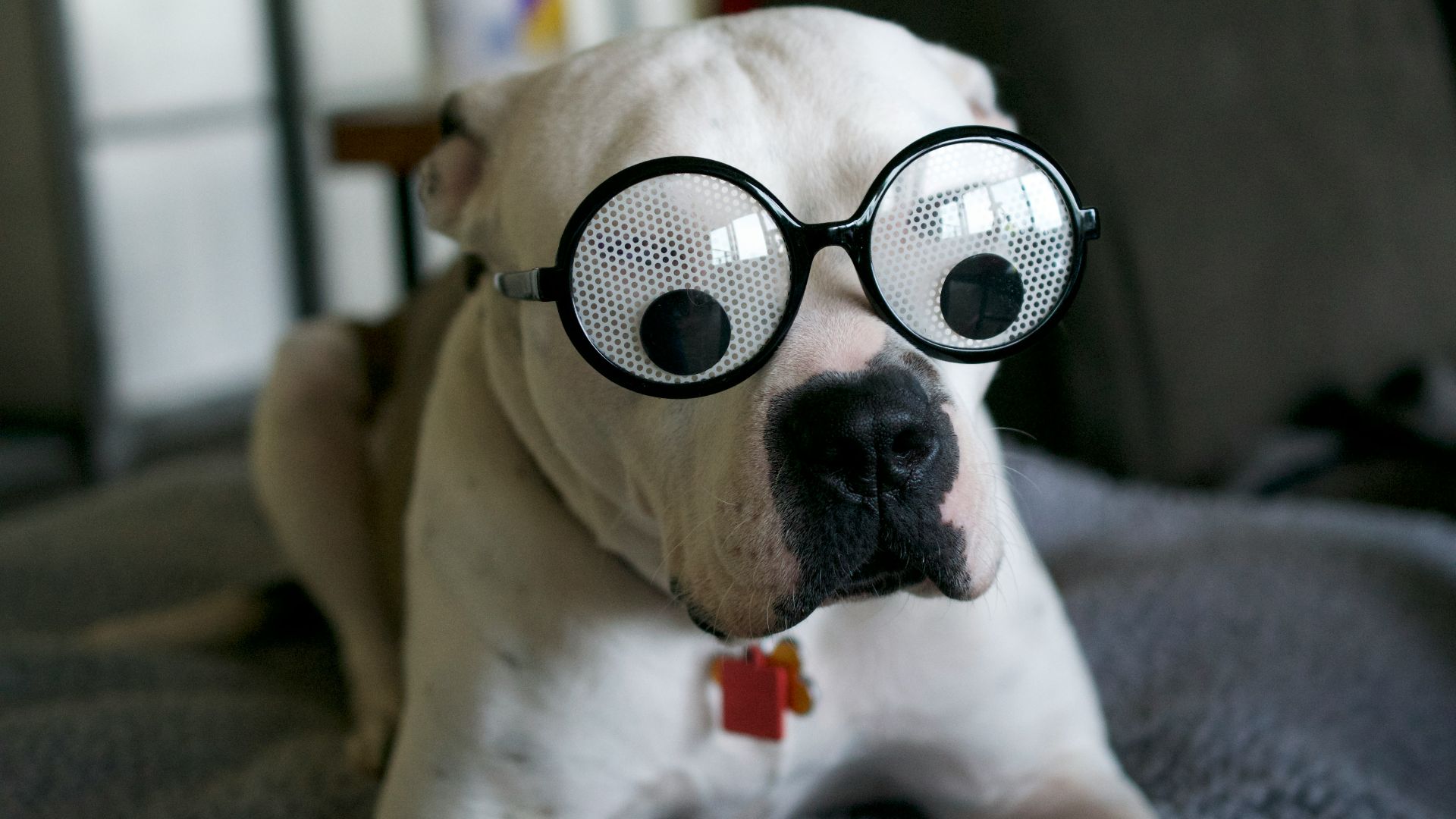 16. Farfelu