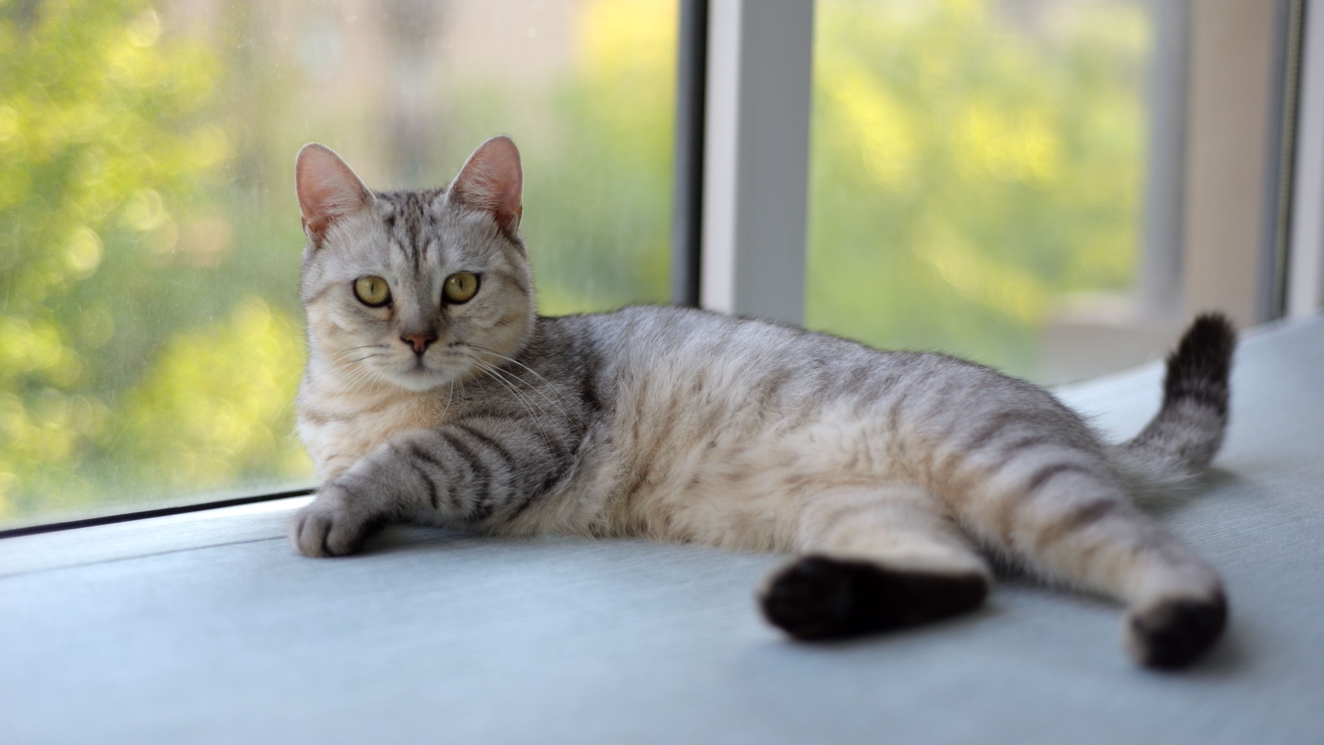 8. Ne comptez pas uniquement sur un chat