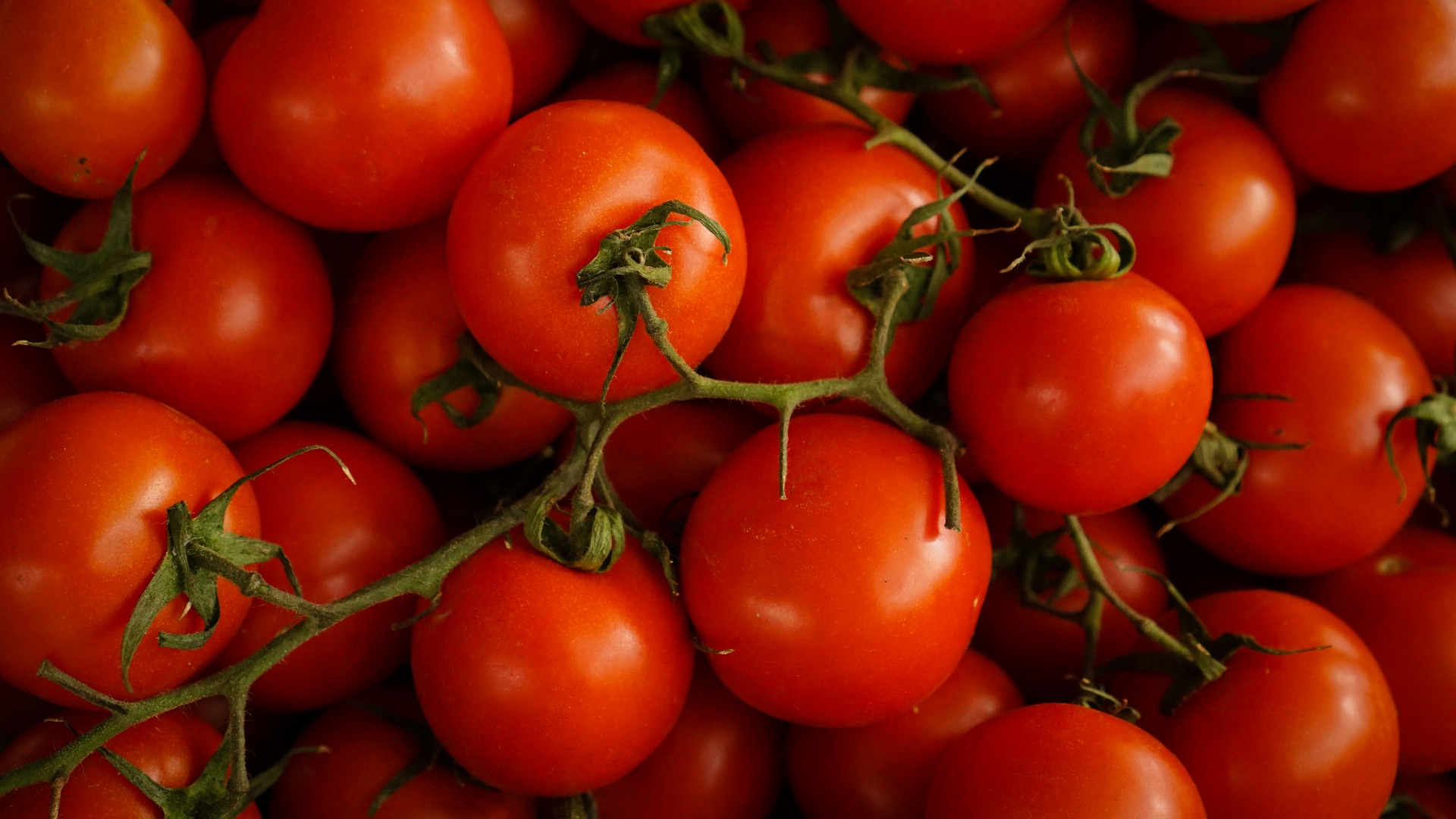 13. Tomates