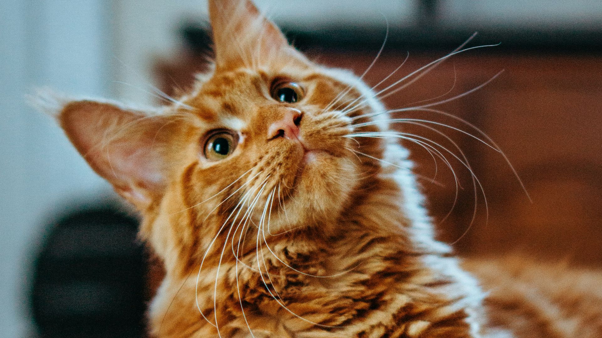 1. La grande attaque des chats français