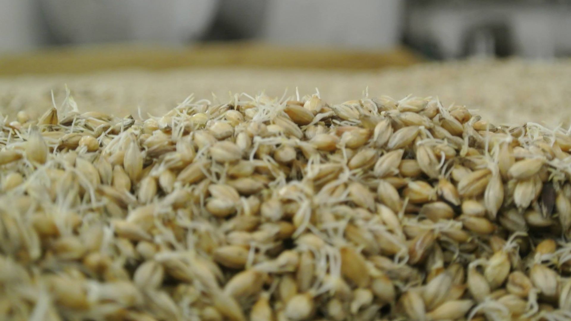 5. Ézéchiel 4:9 Céréales à base de grains germés