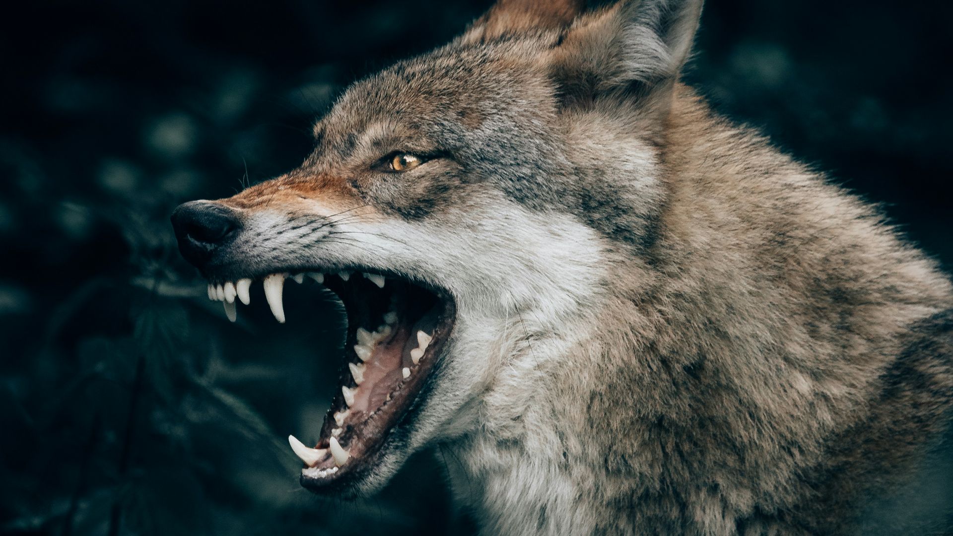 9. La domestication des premiers chiens de garde
