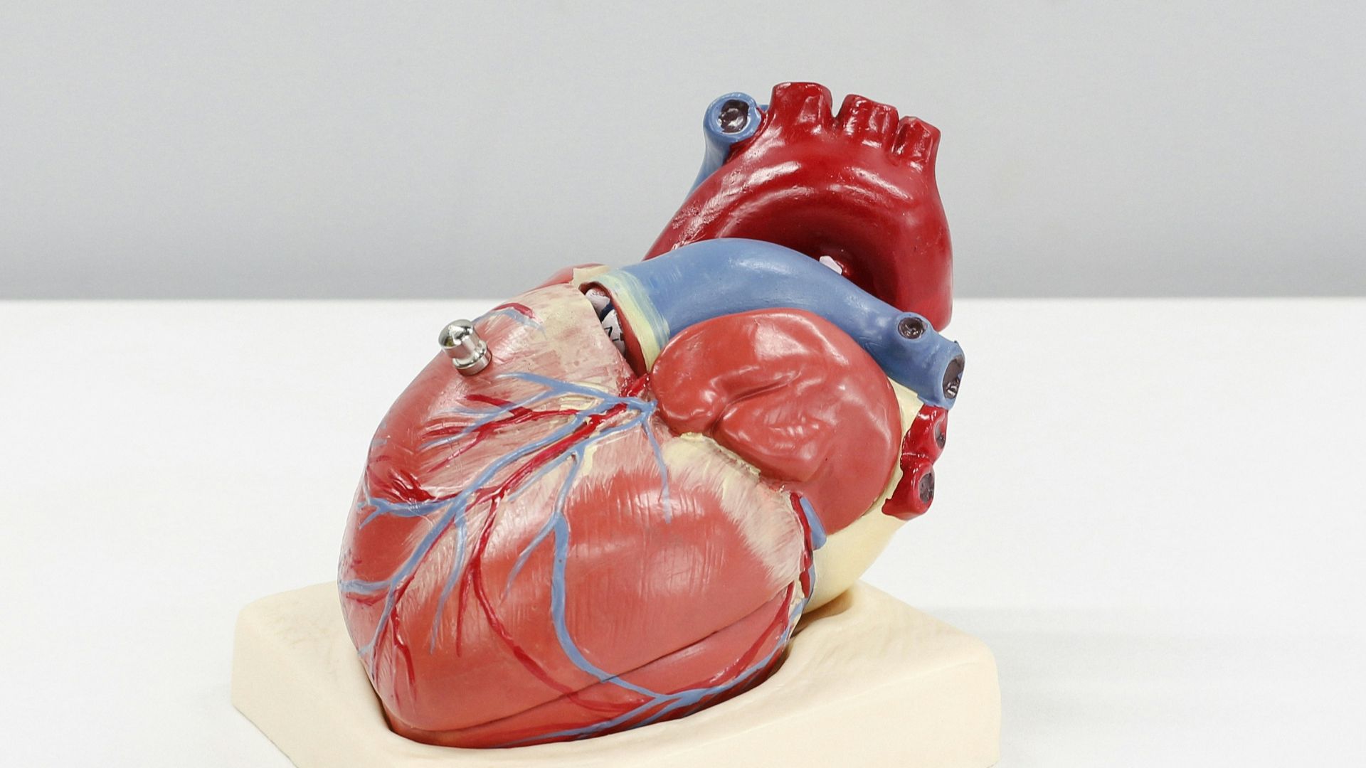 11. Sollicite votre système cardiovasculaire
