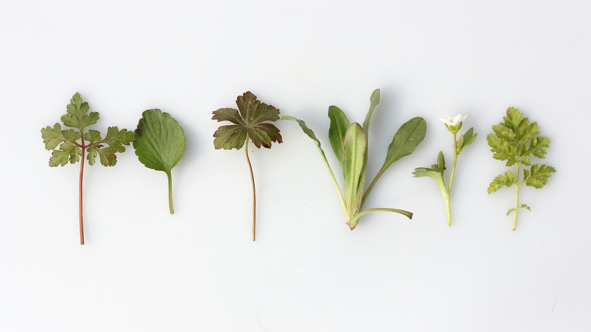 3. Conserver les herbes aromatiques fraîches dans la cuisine