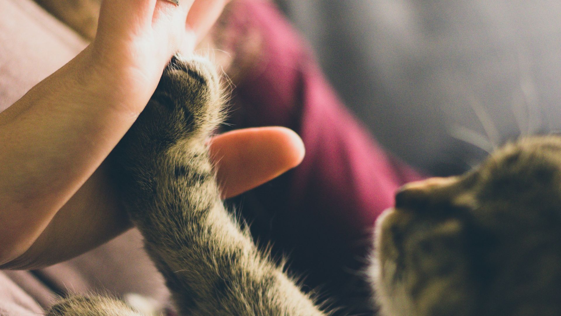 14. Soins aux animaux de compagnie