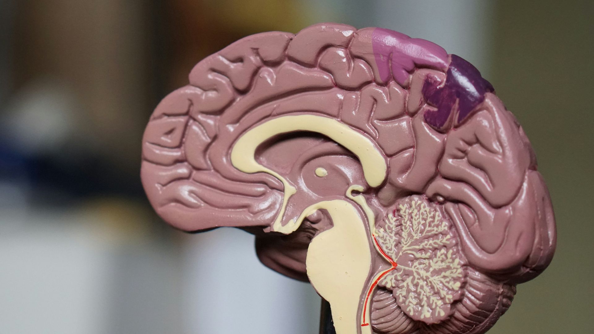 15. Il favorise la santé du cerveau