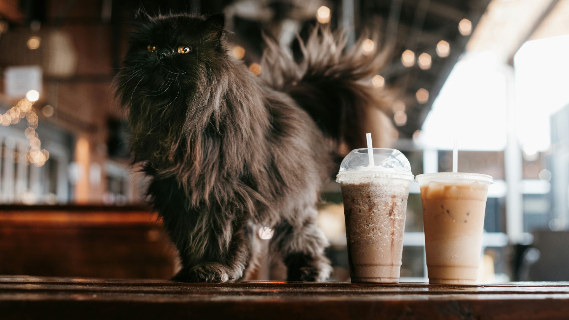 17. Le café des chats