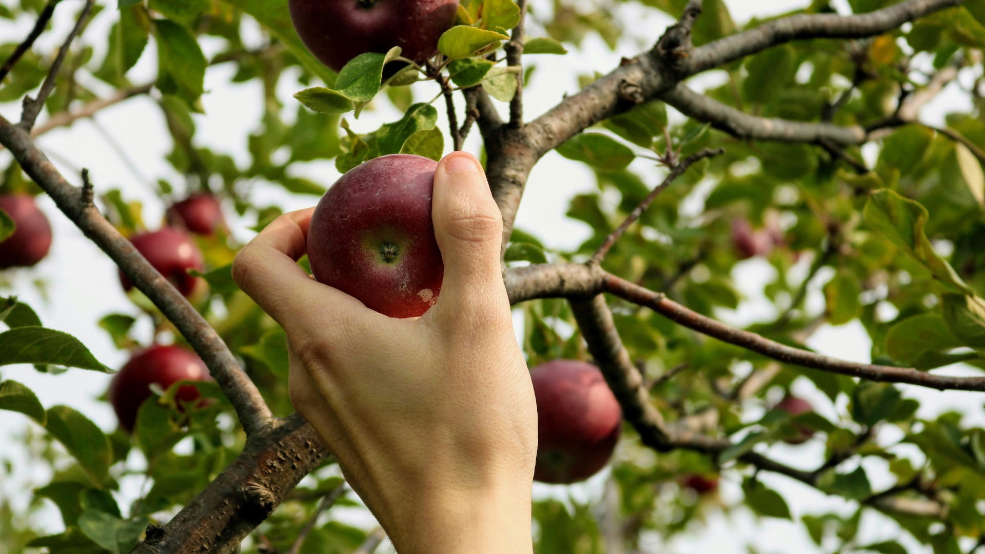 8. Cueillette de fruits