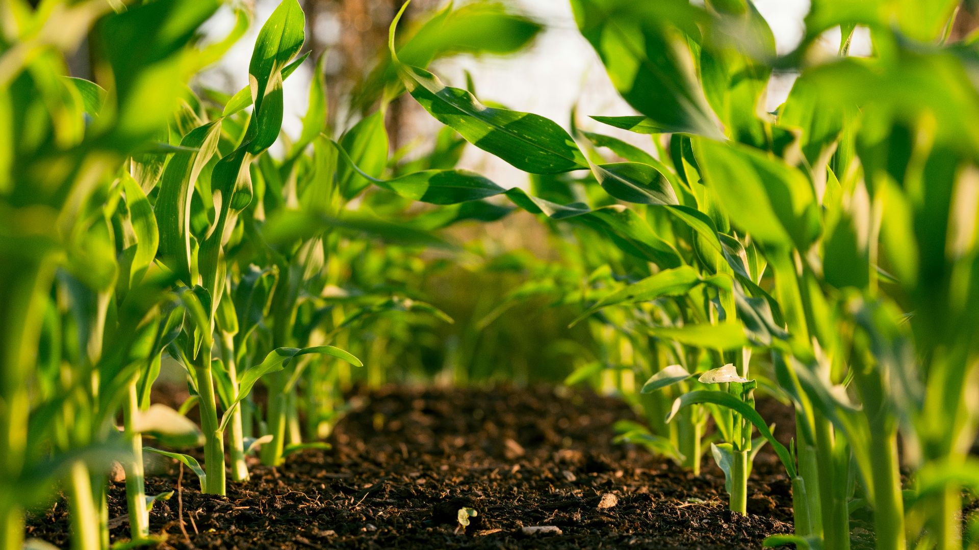 20. Les champs de bataille pour les engrais agricoles