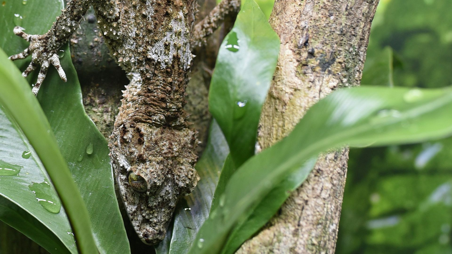 10. Techniques avancées de camouflage