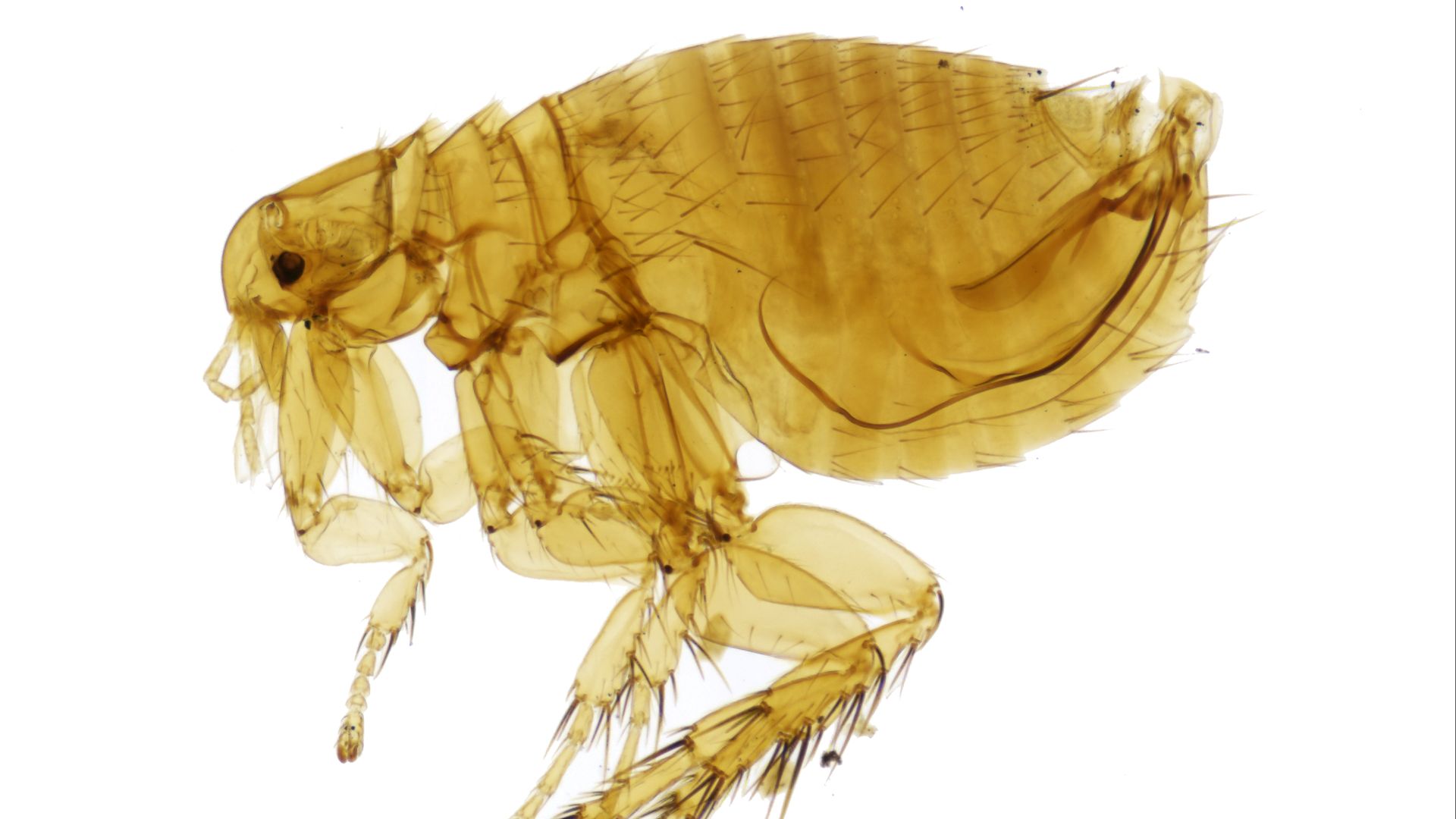 19. La puce du rat oriental et la troisième pandémie de peste