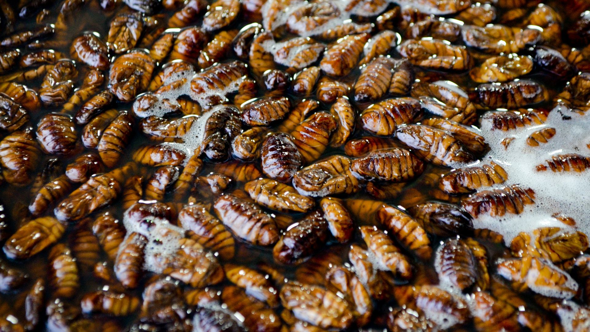 17. Tacos aux criquets