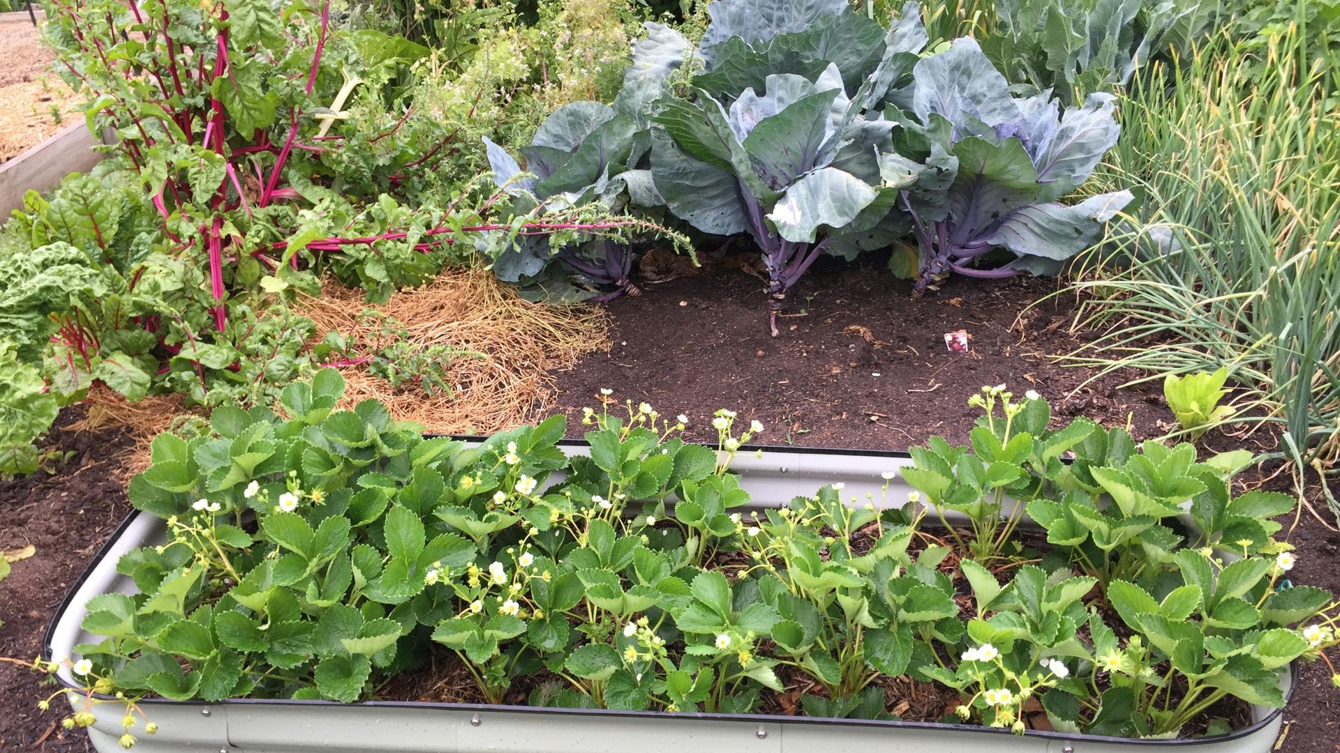 7. Utilisez des plates-bandes surélevées pour les plantes à forte consommation