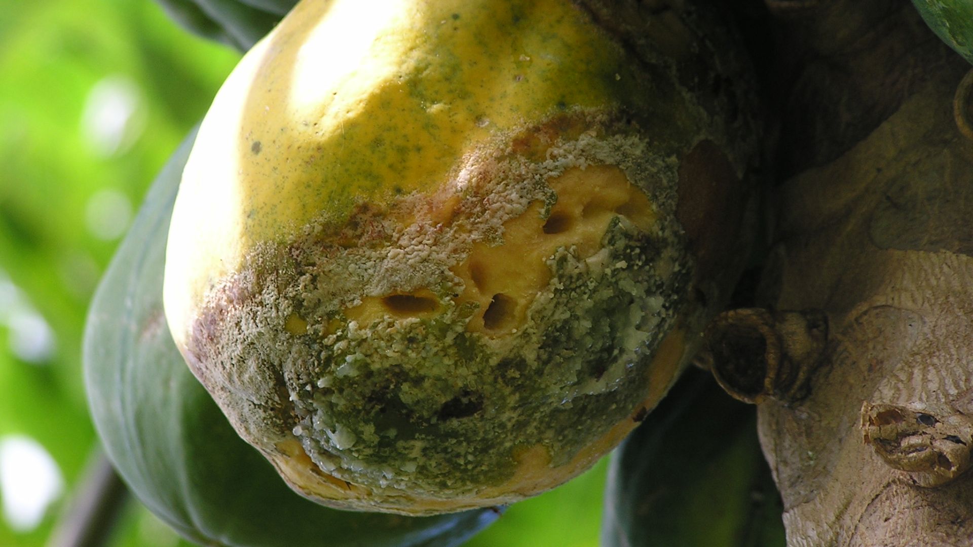 9. Le phytophthora et la Grande Famine irlandaise