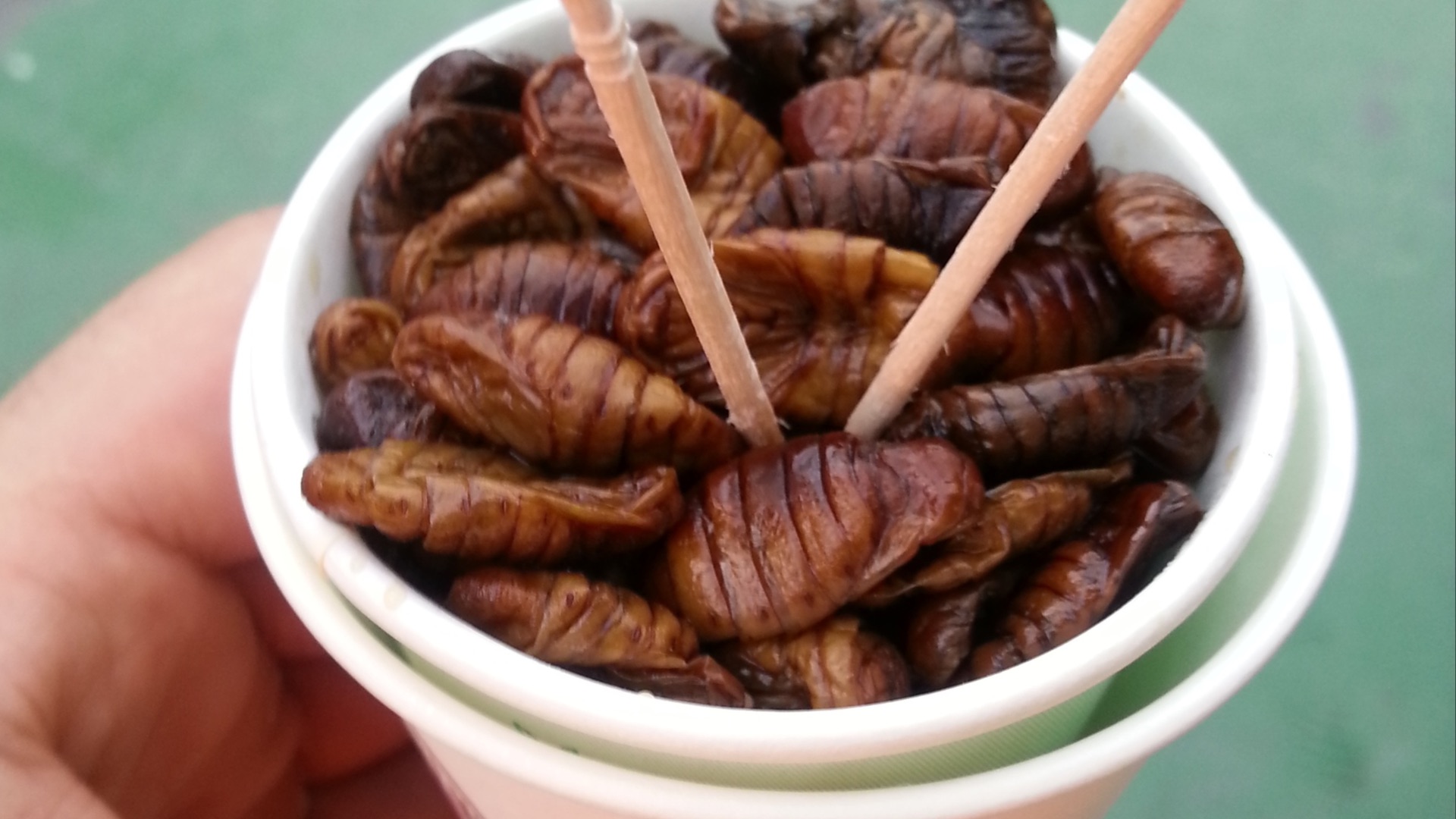 10. Les insectes