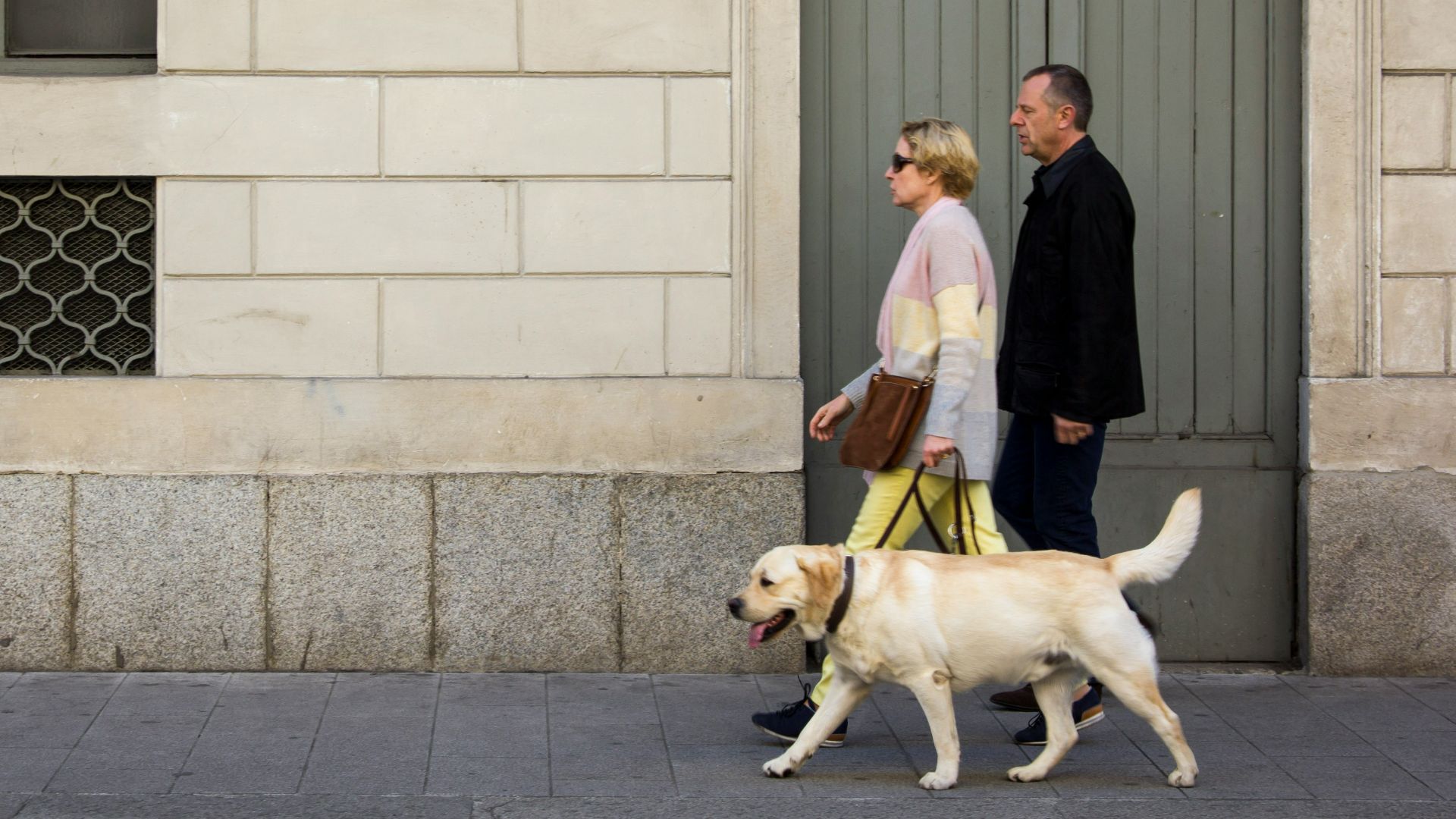 2. Devenir promeneur de chiens