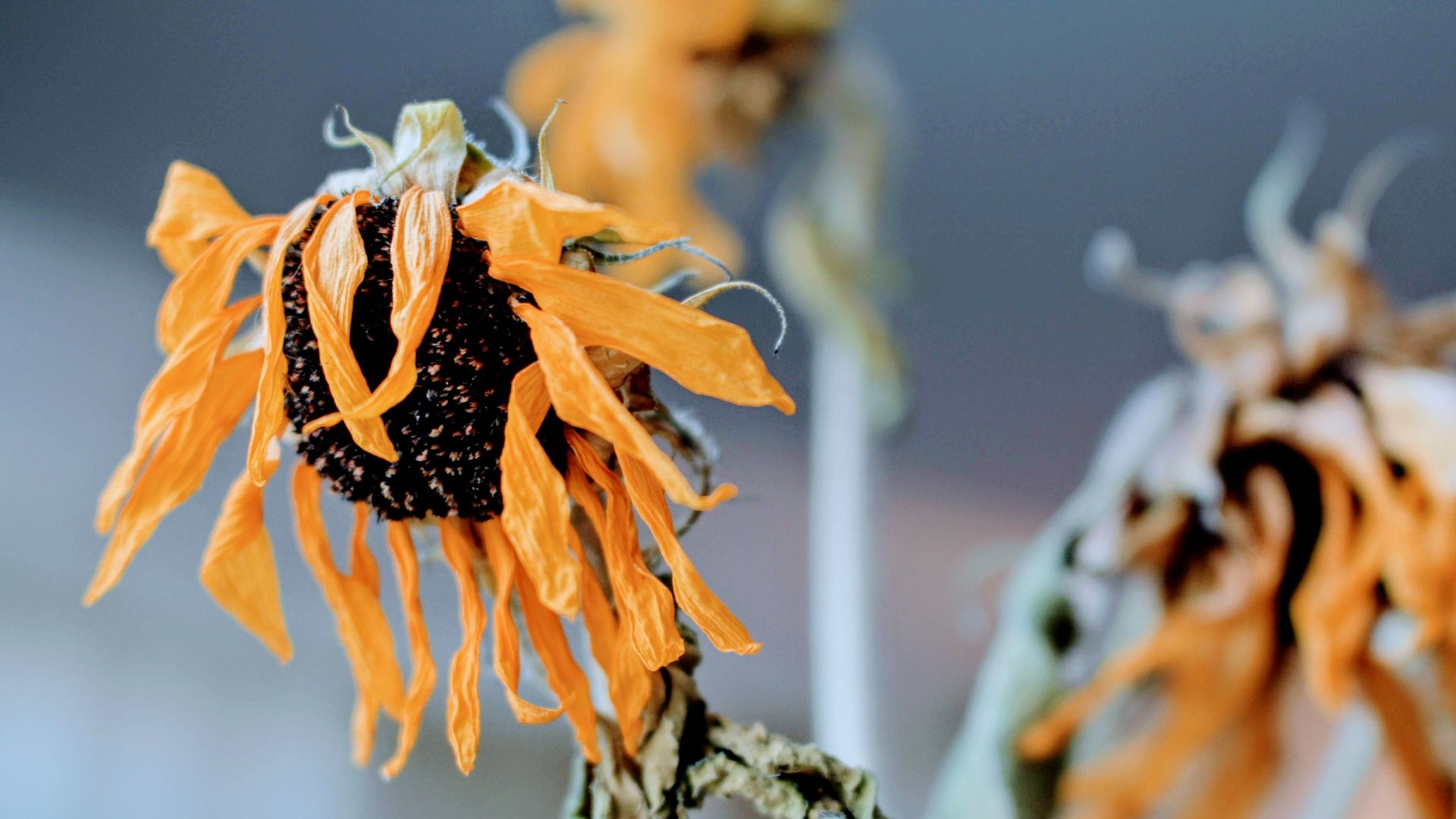 7. Avez-vous des plantes encore en vie ?