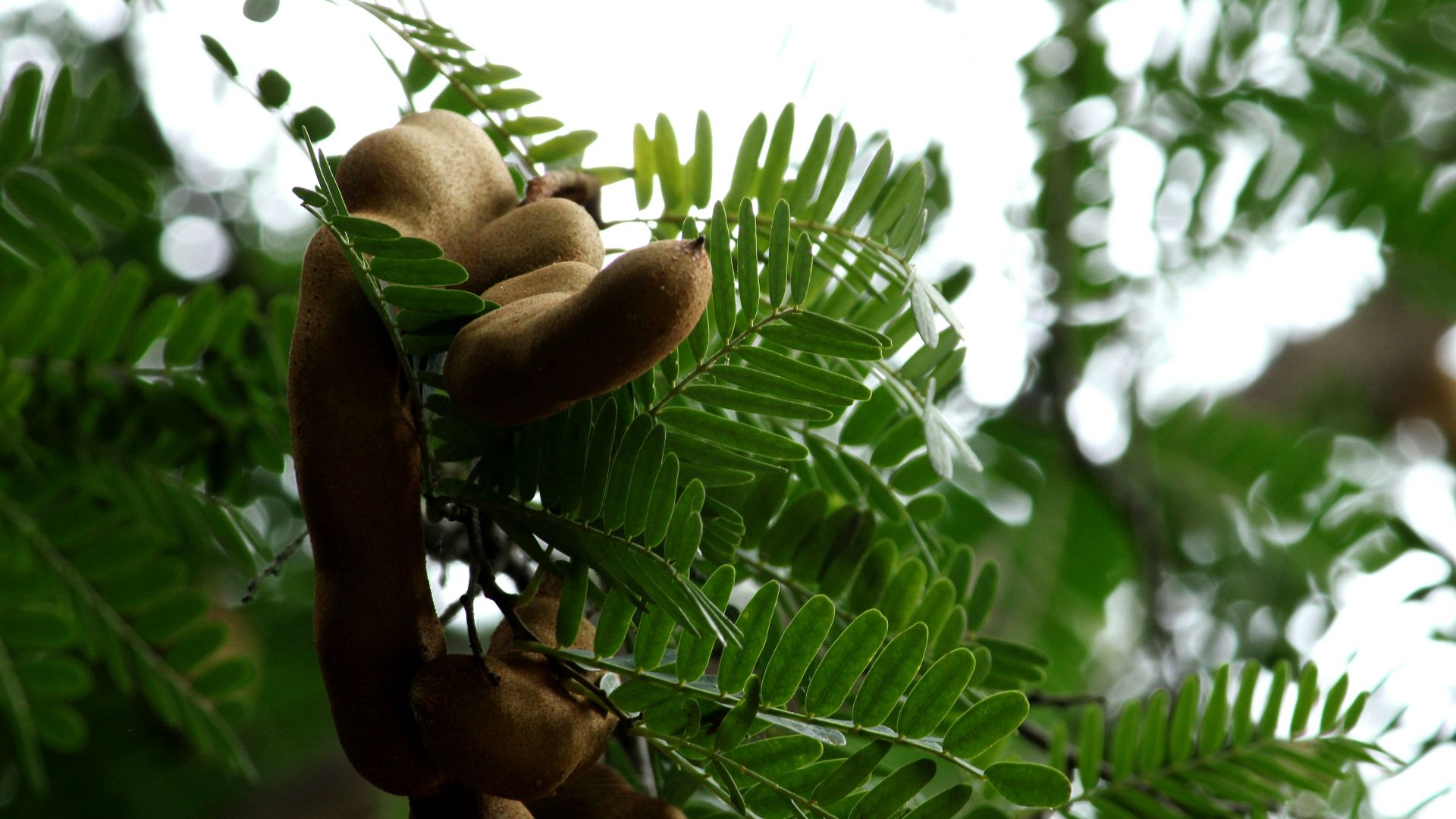 7. Bonbons au tamarin du Mexique