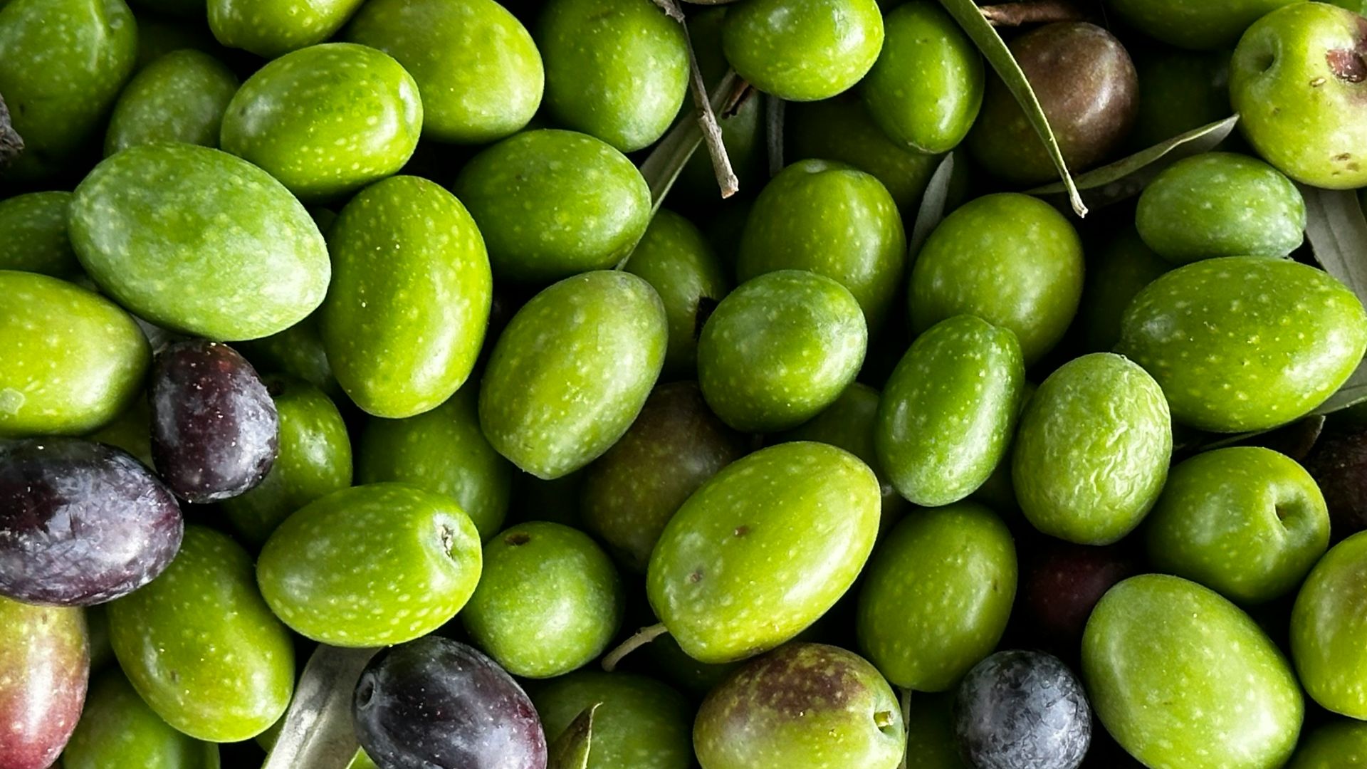 18. Les coins lecture vert olive améliorent votre compréhension écrite