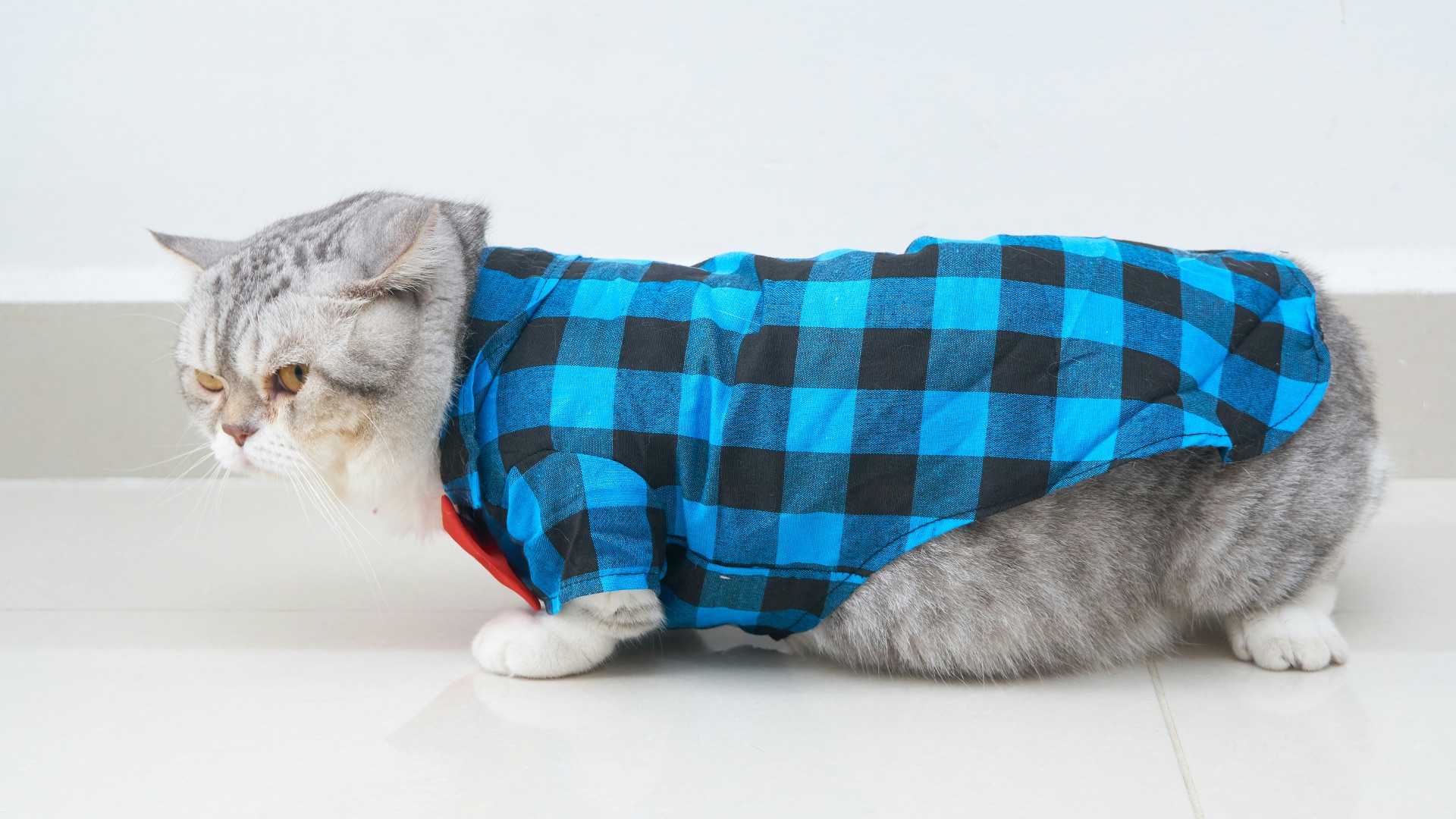20. Les pyjamas de chat