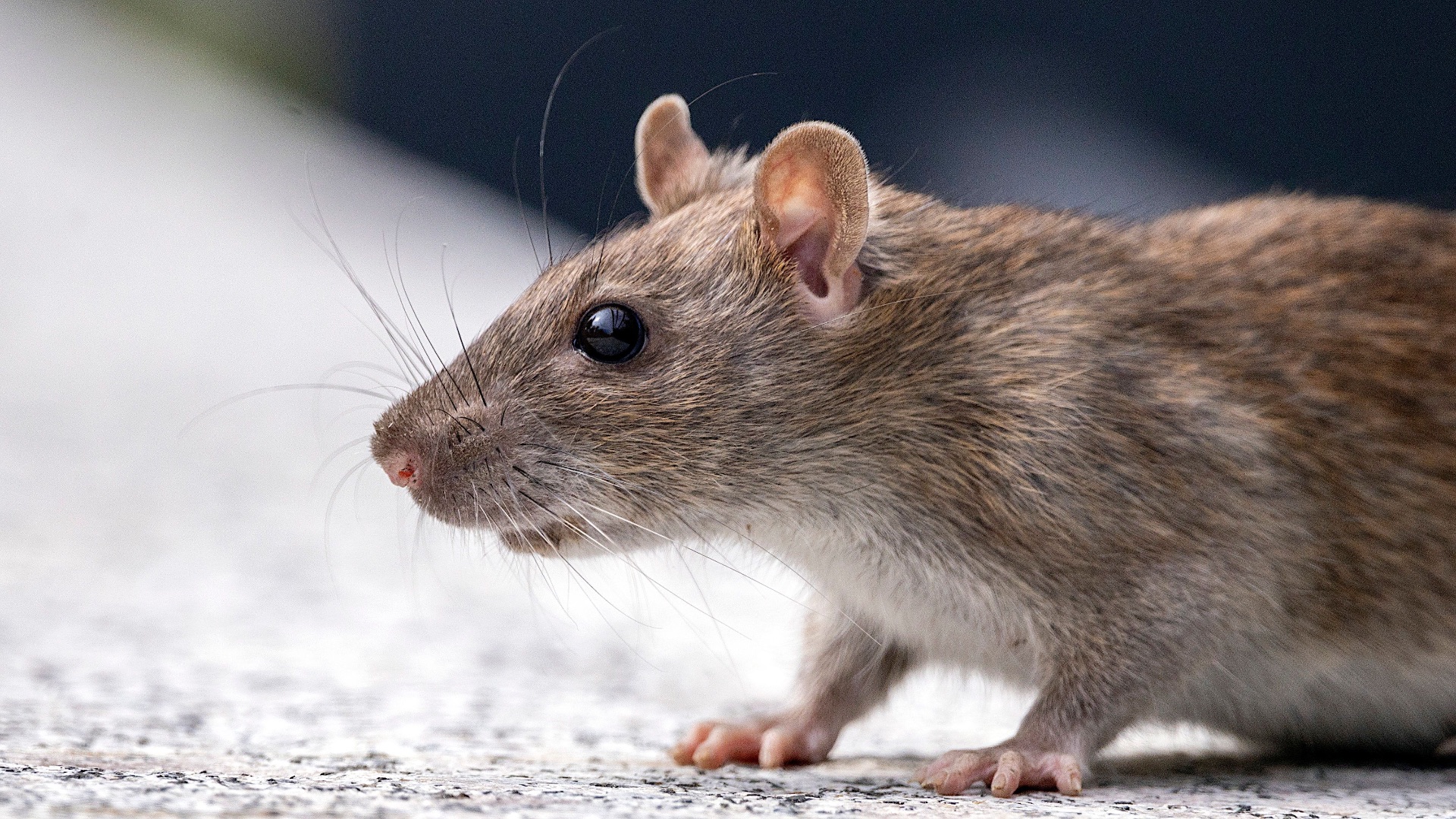 10. Ils ne sont pas des rats
