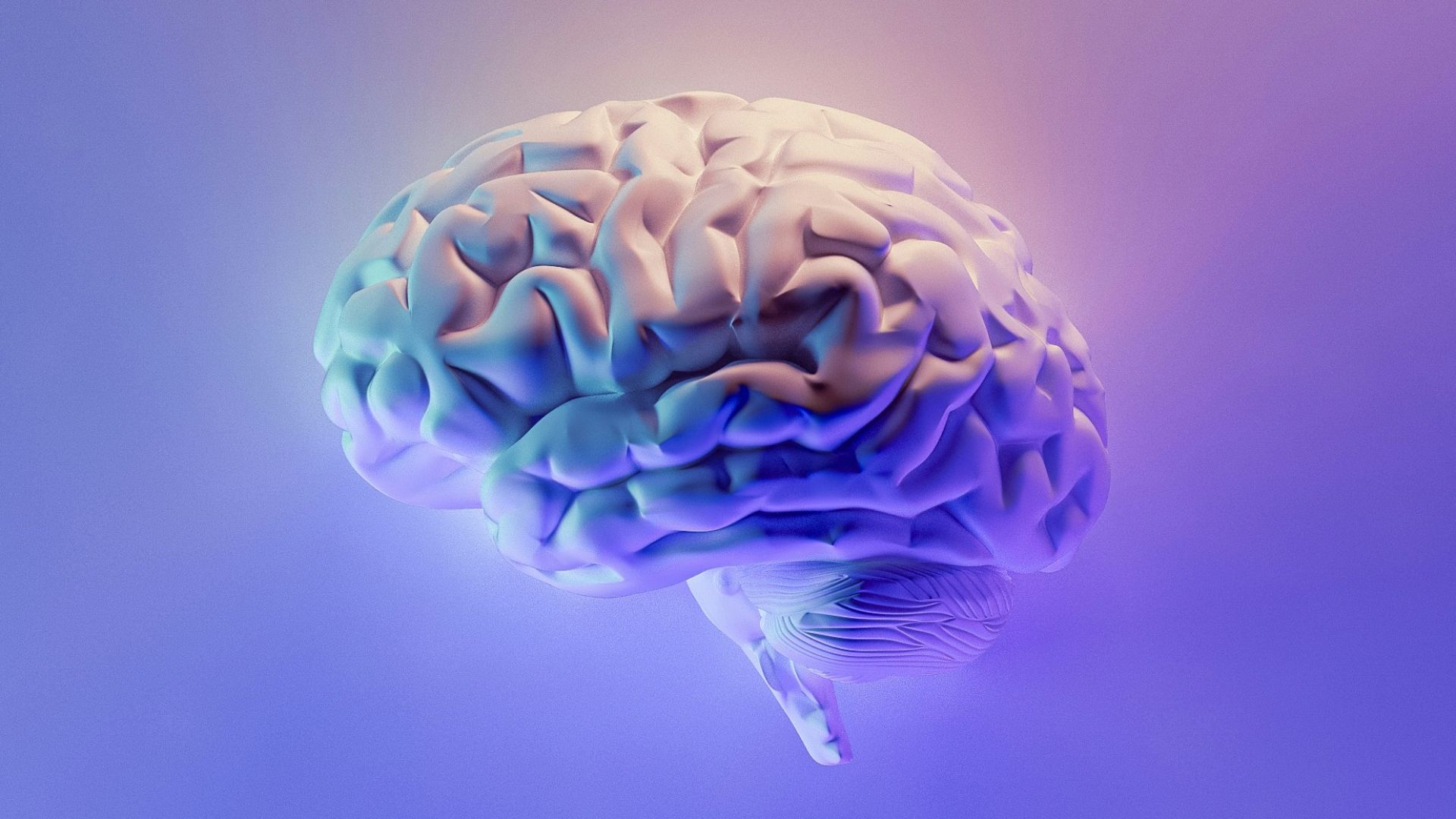 18. Le stress chronique réduit la connectivité cérébrale
