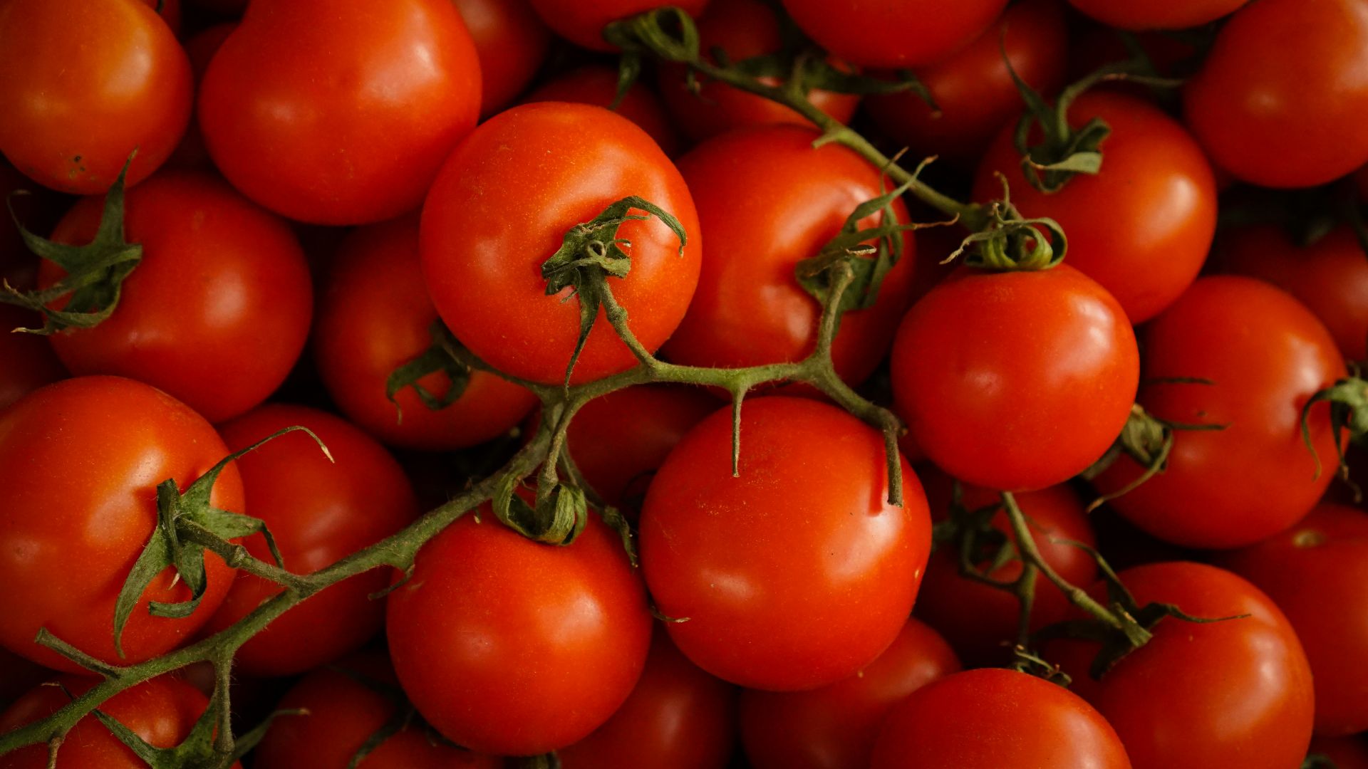 16. Tomates