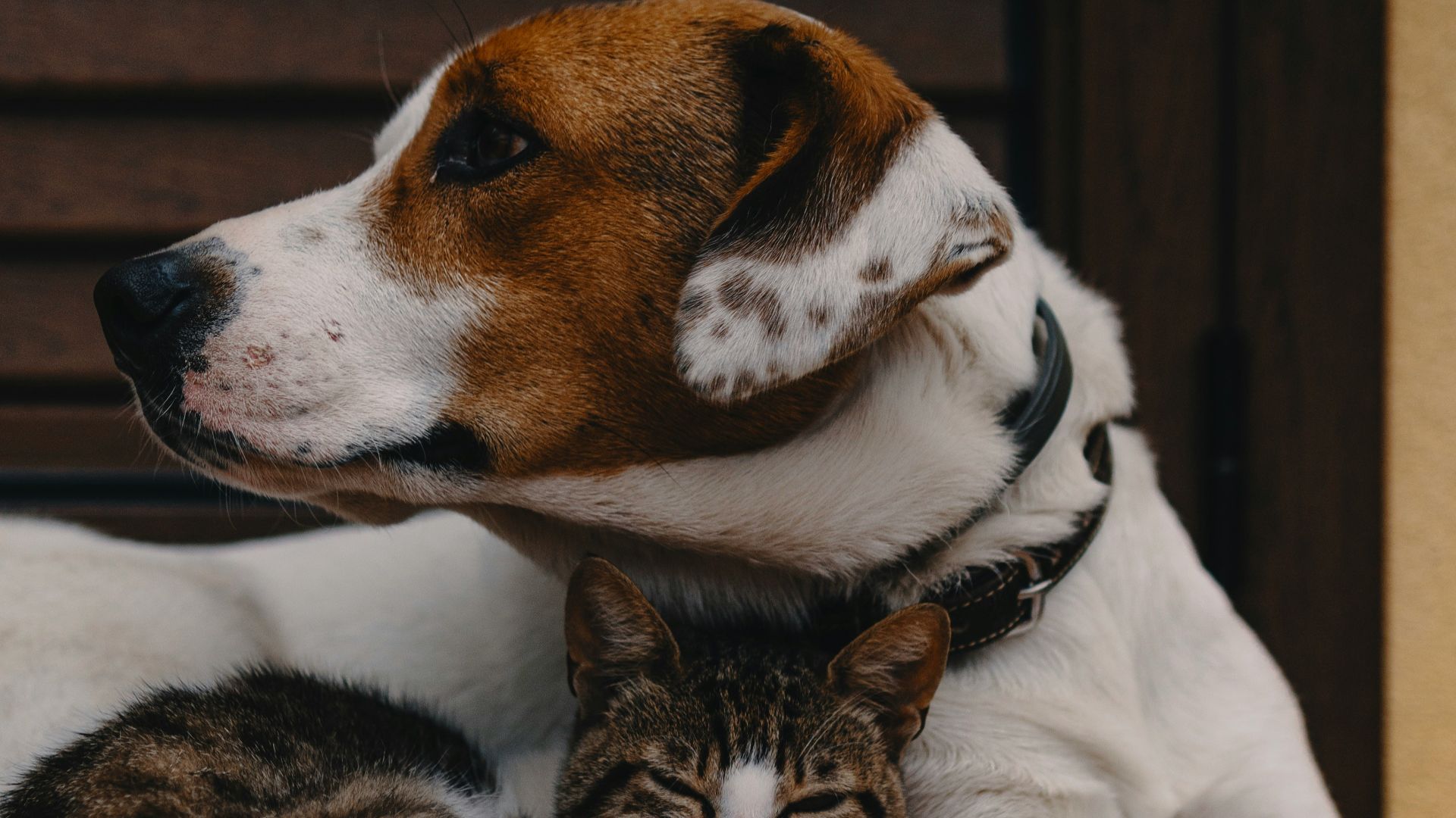 8. Les animaux de compagnie qui font partie de la famille