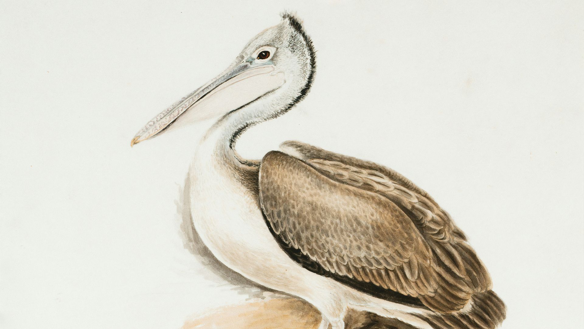 7. Les Pélicans
