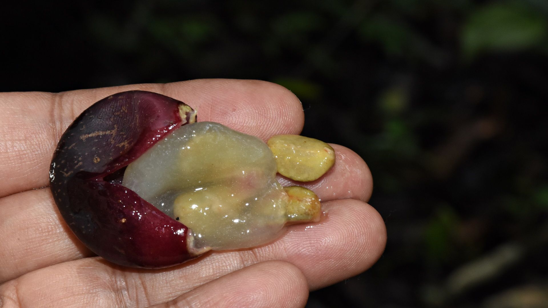 4. Gelée de muscadine sur des biscuits