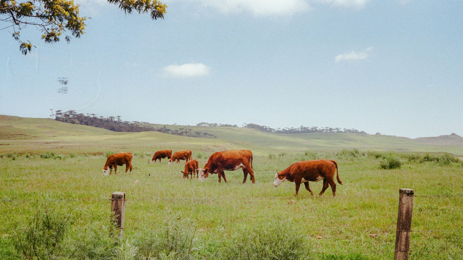 3. Hewitt Cattle Australia, Australie