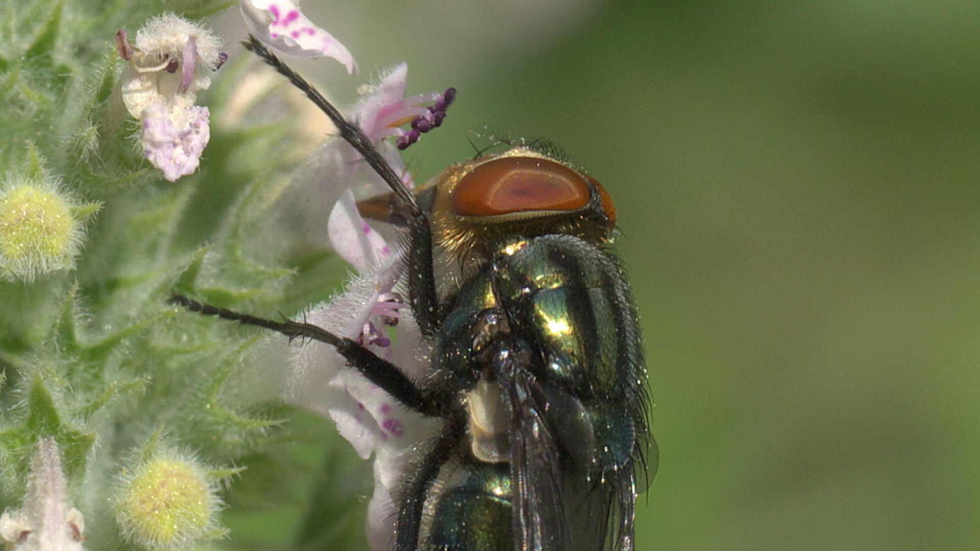20. La mouche de la vermine et les débuts de la lutte biologique contre les ravageurs