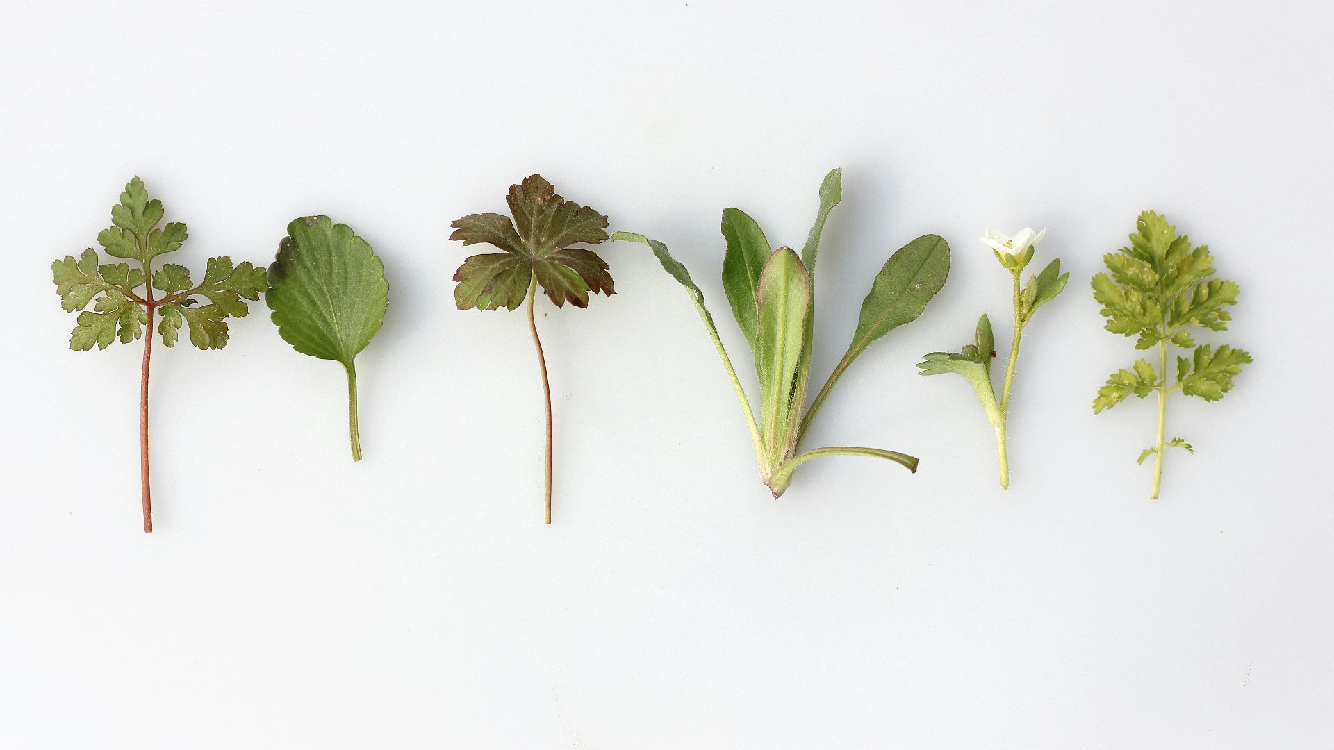 16. Herbes fraîches en barquettes en plastique