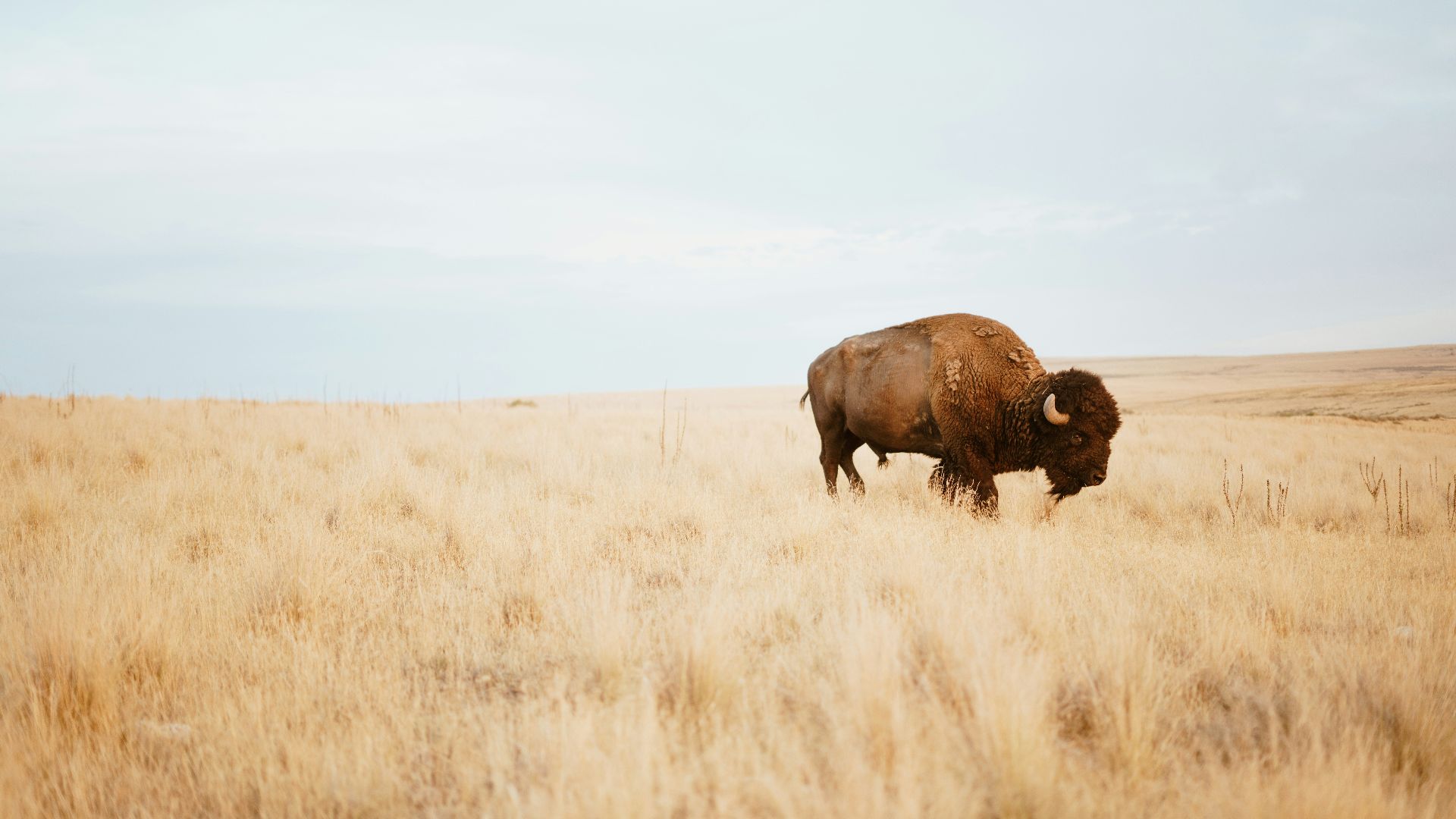 9. La disparition des bisons a transformé les plaines