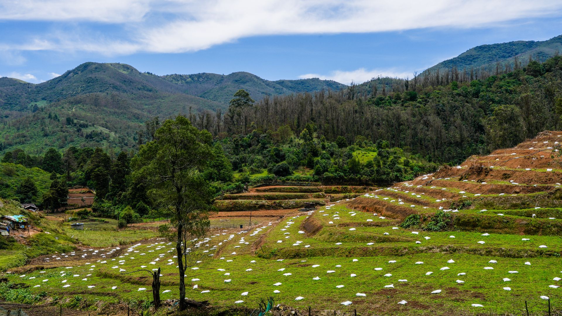 15. Organic India, Inde