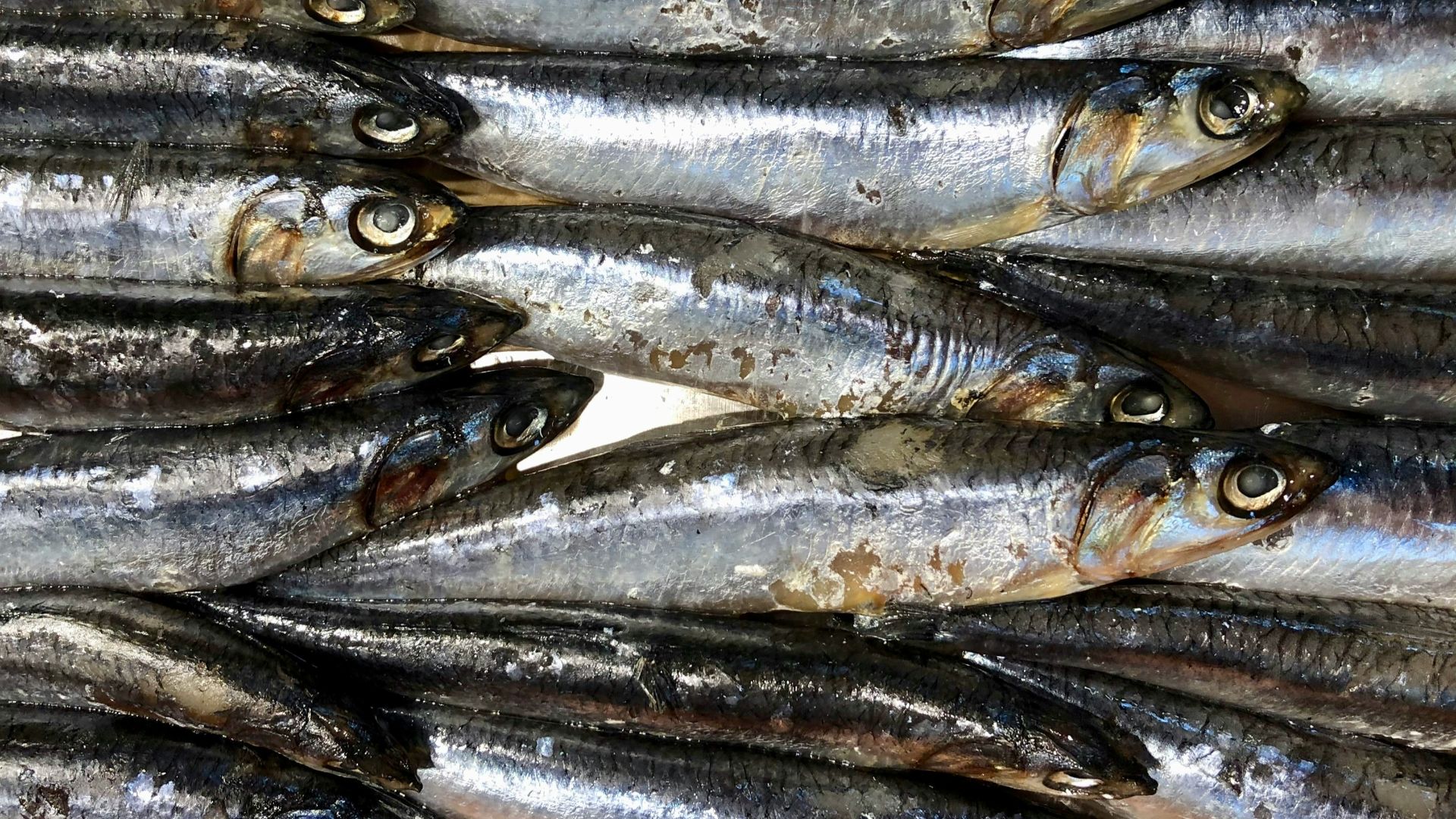 15. Anchois