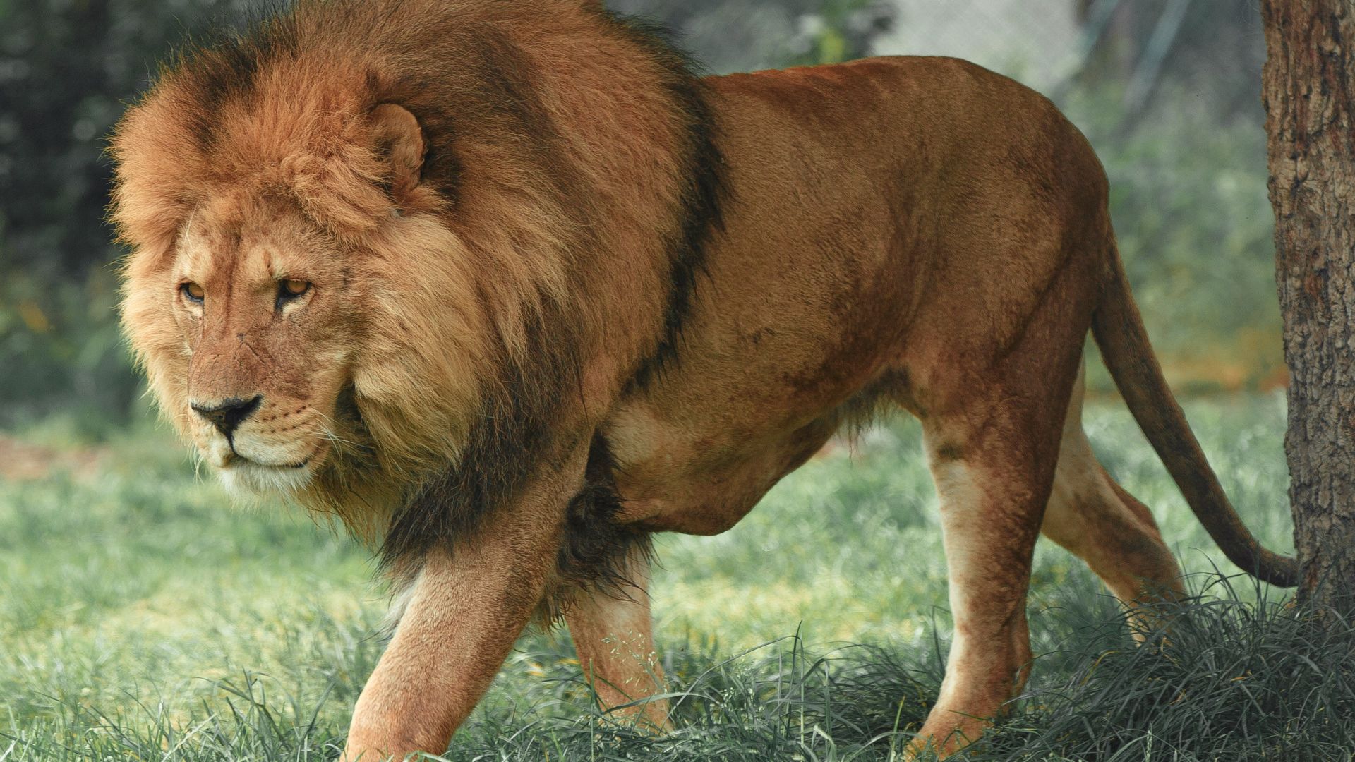 2. La cape en peau de lion de Némée