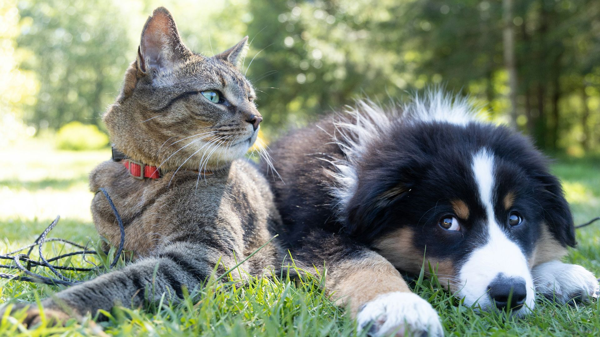 20 noms originaux pour animaux de compagnie que vous n’avez jamais entendus auparavant