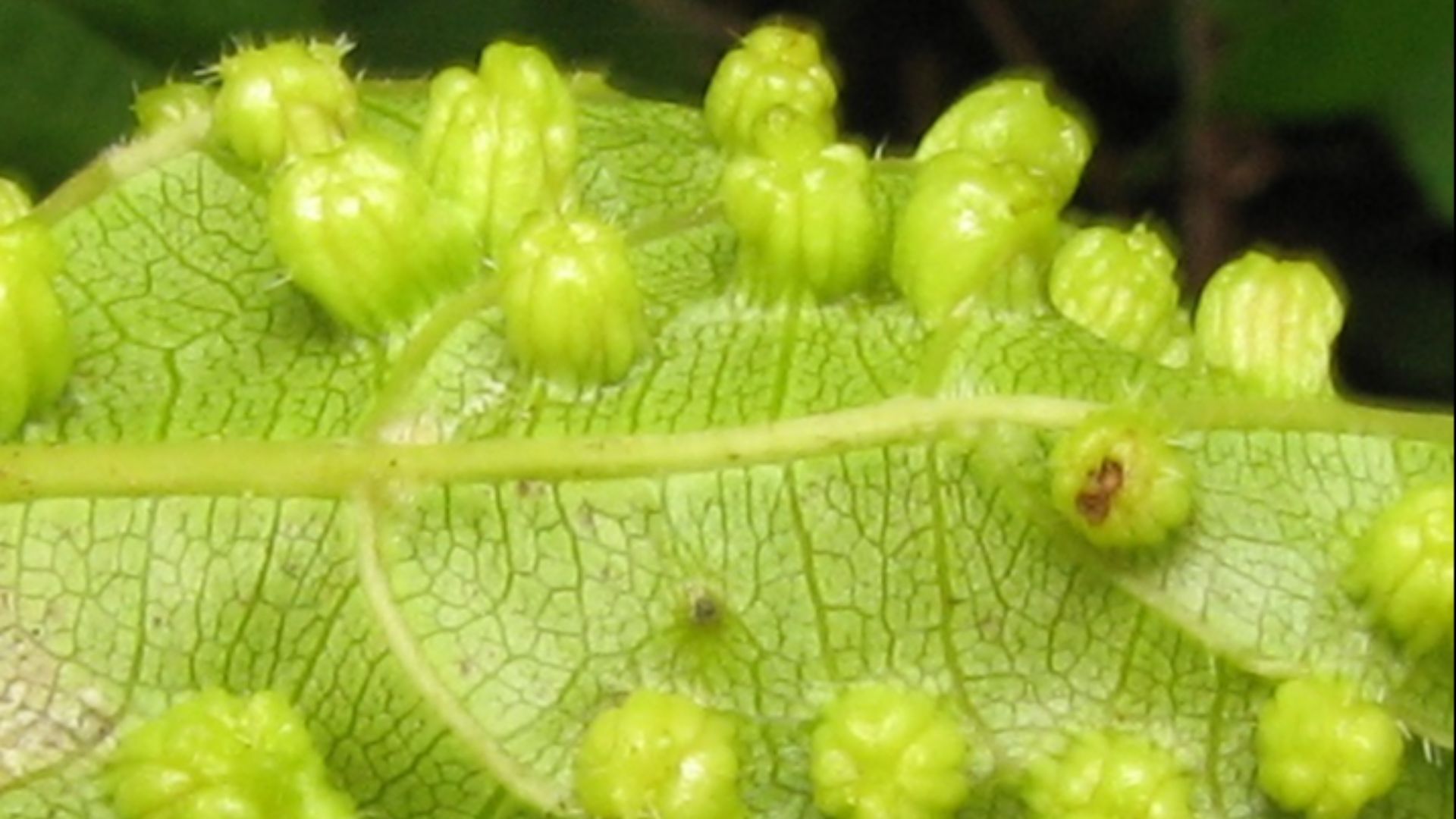 4. Le phylloxéra et la grande crise viticole française