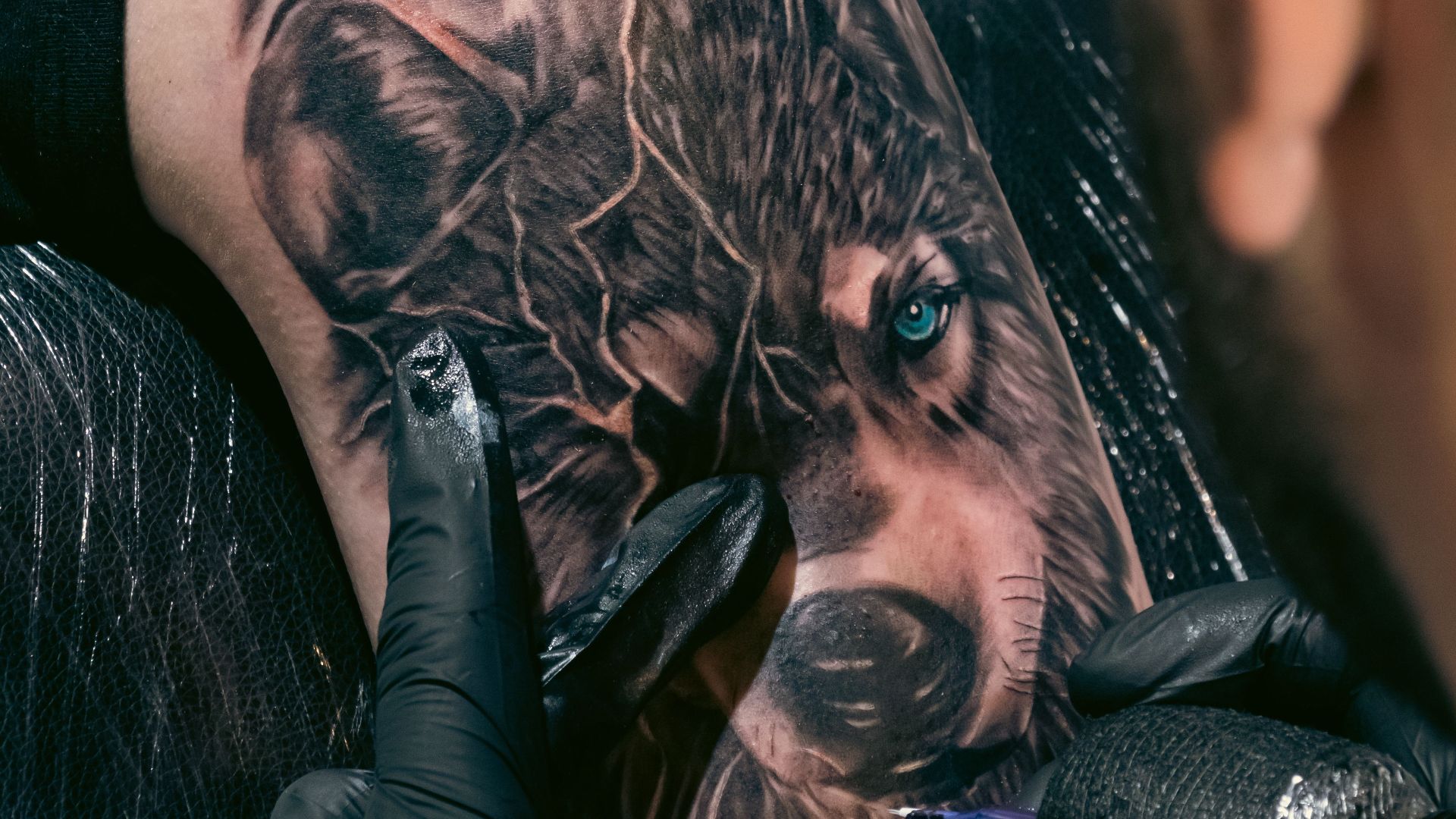 12. Une tête de loup