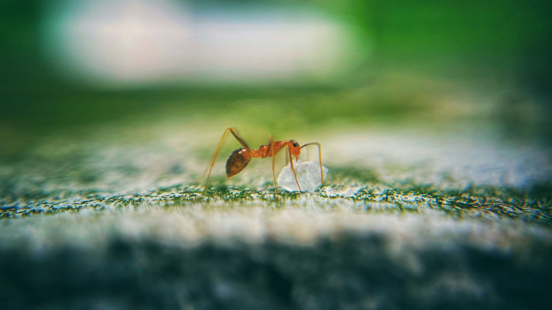 12. Les fourmis