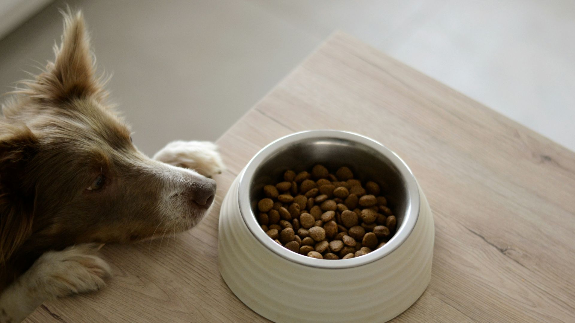5. La nourriture habituelle de votre chien