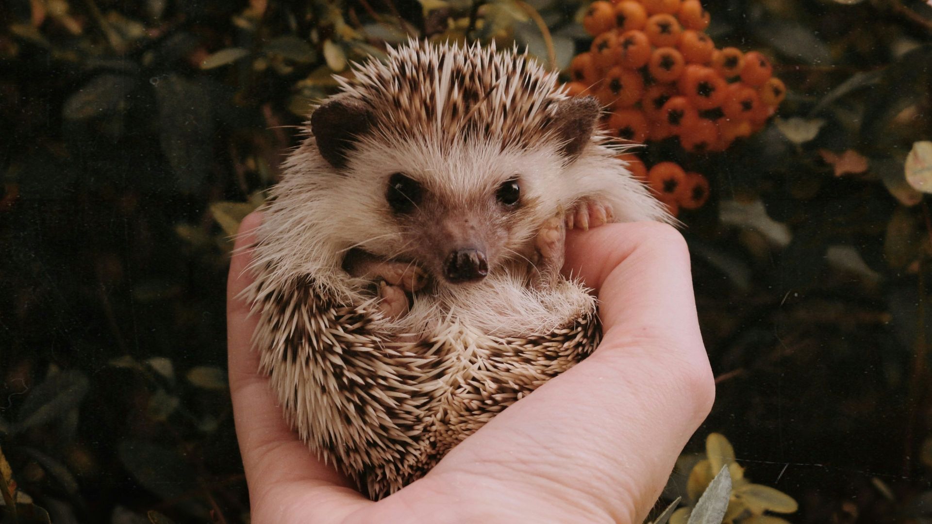 6. Koa