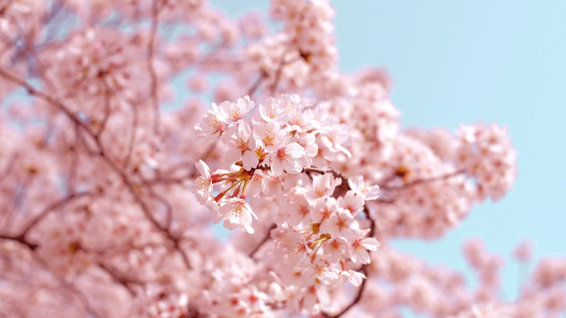 6. Mono no aware